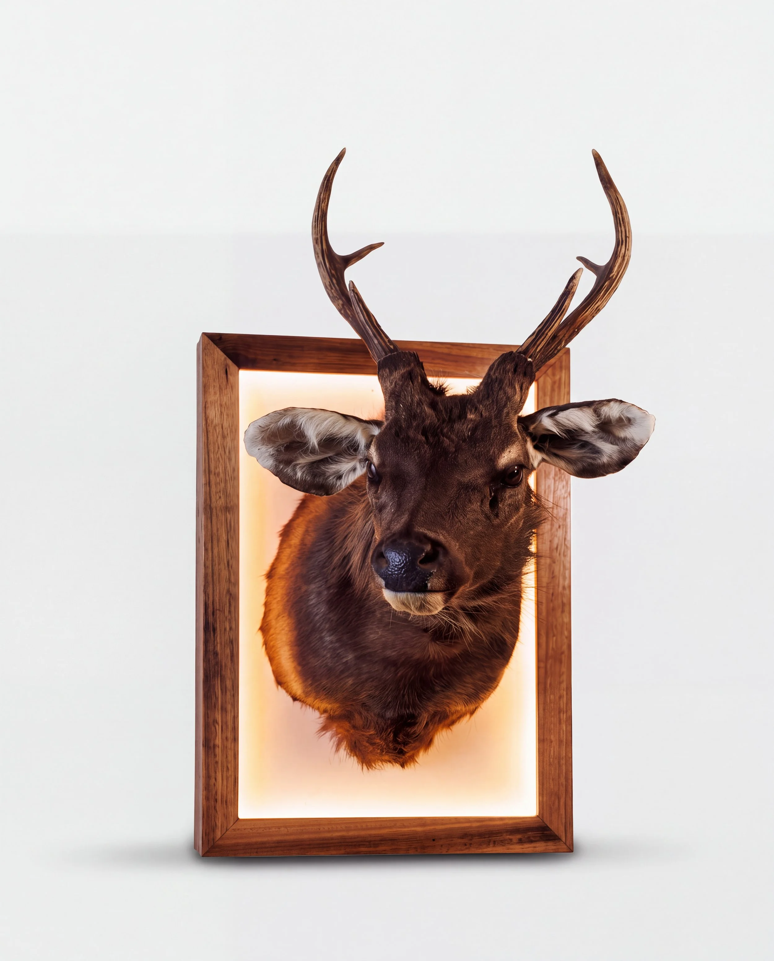 Solid timber LED lightbox display frame showcasing a shoulder mount sambar deer with antlers