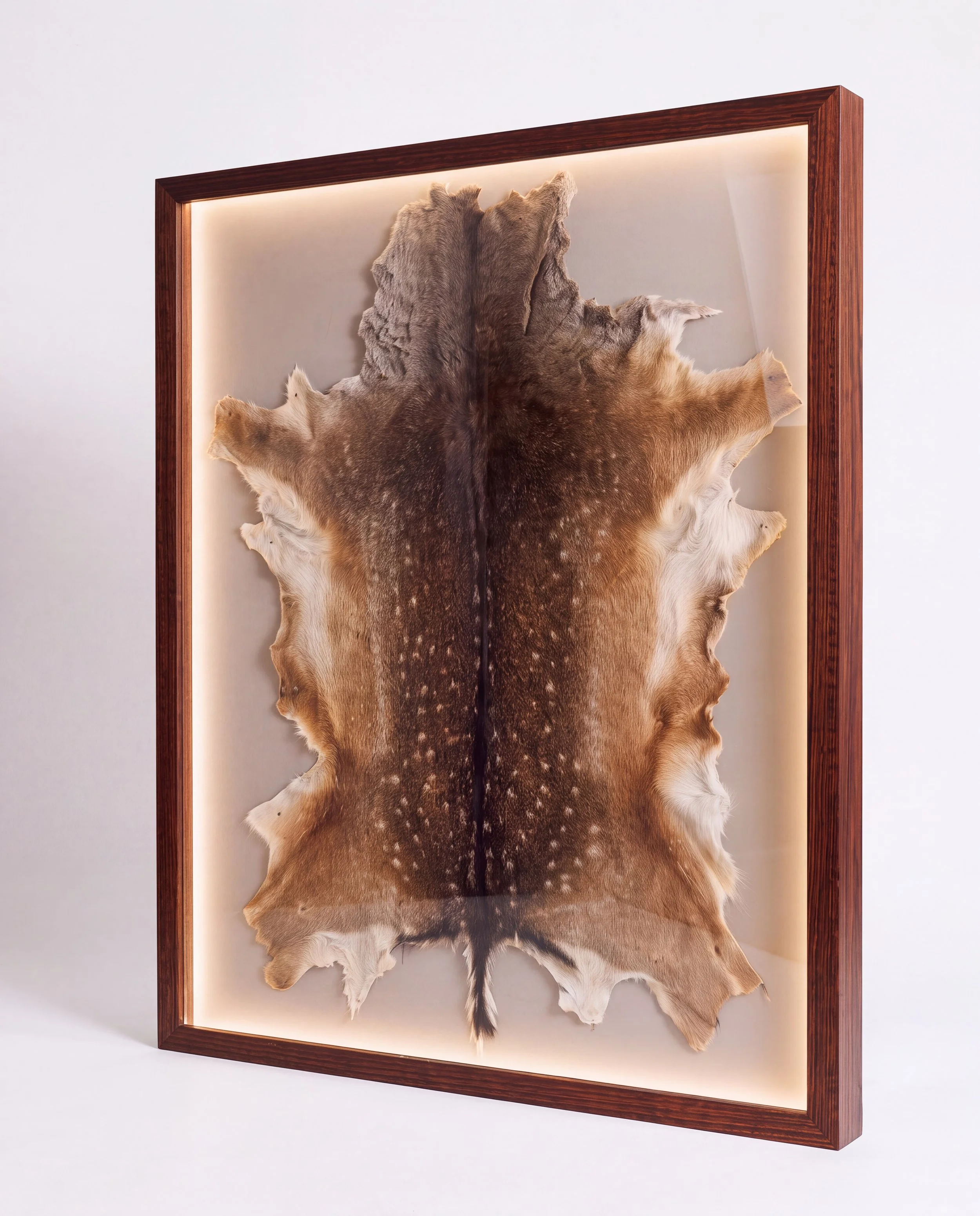 solid-timber-led-lightbox-display-frame-taxidermy-deer-fallow-angle.jpg