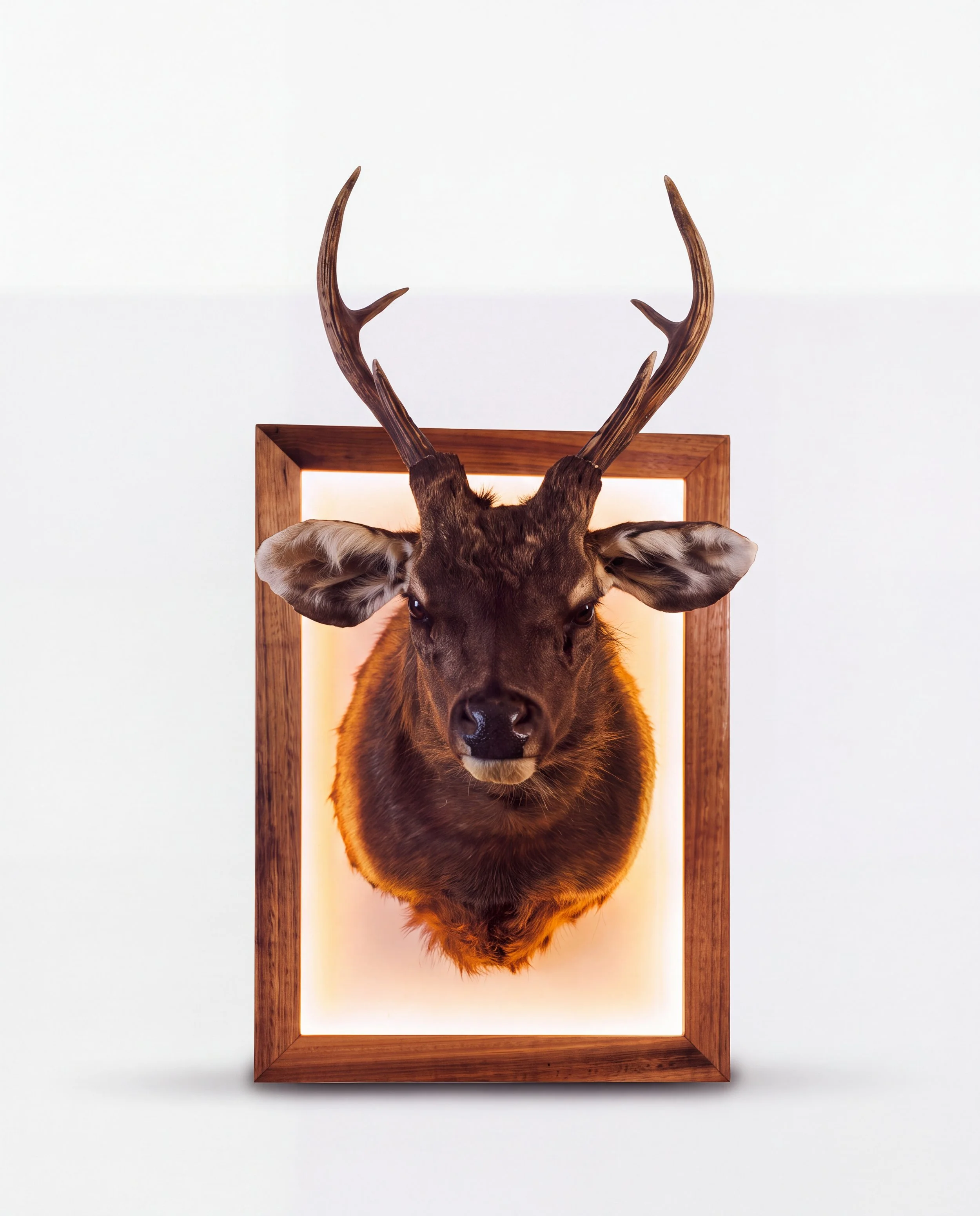 Solid timber LED lightbox display frame showcasing a shoulder mount sambar deer with antlers