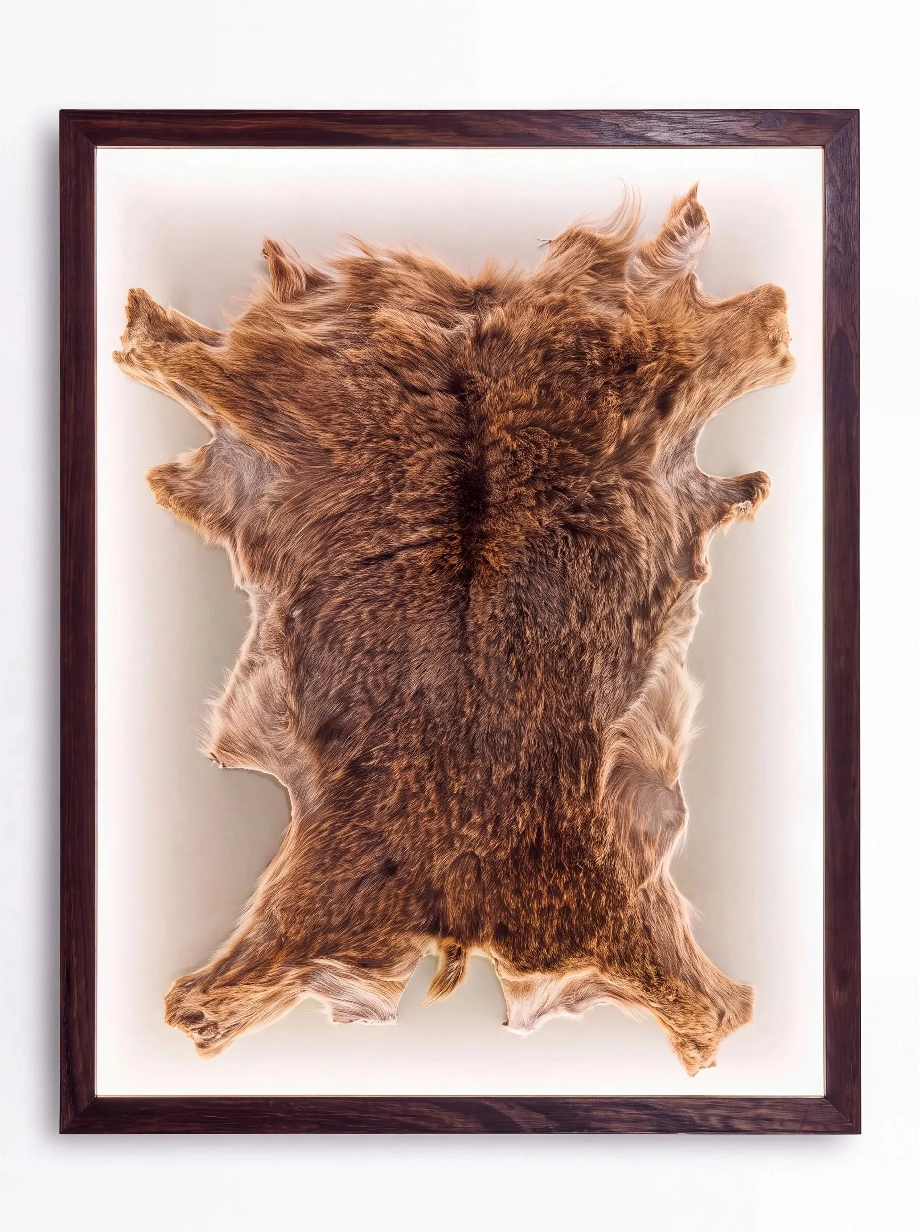 solid-timber-led-lightbox-display-frame-taxidermy-himalayan-tahr-portait.jpg