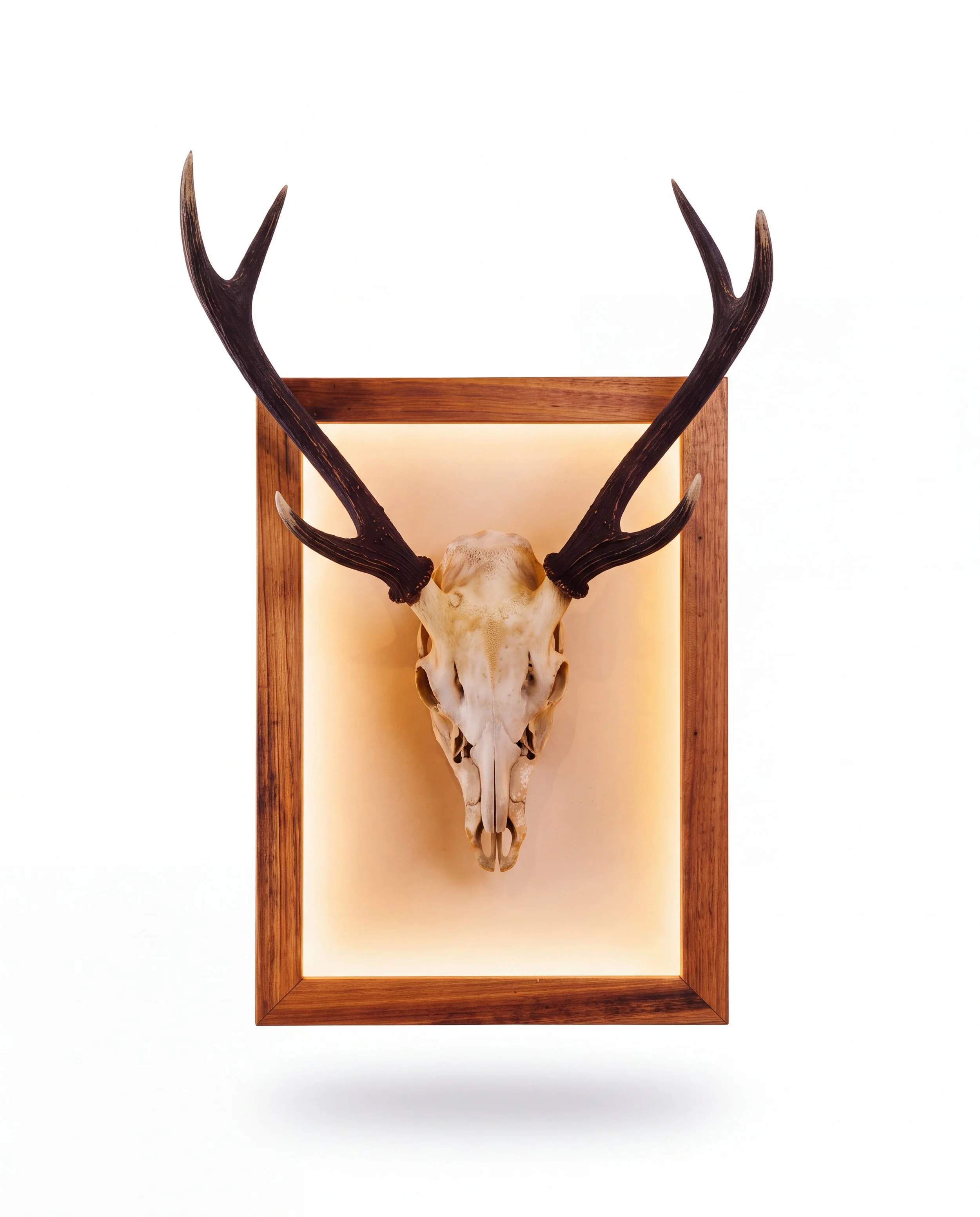 Solid timber LED lightbox display frame showcasing a euro mount sambar deer skull with antlers