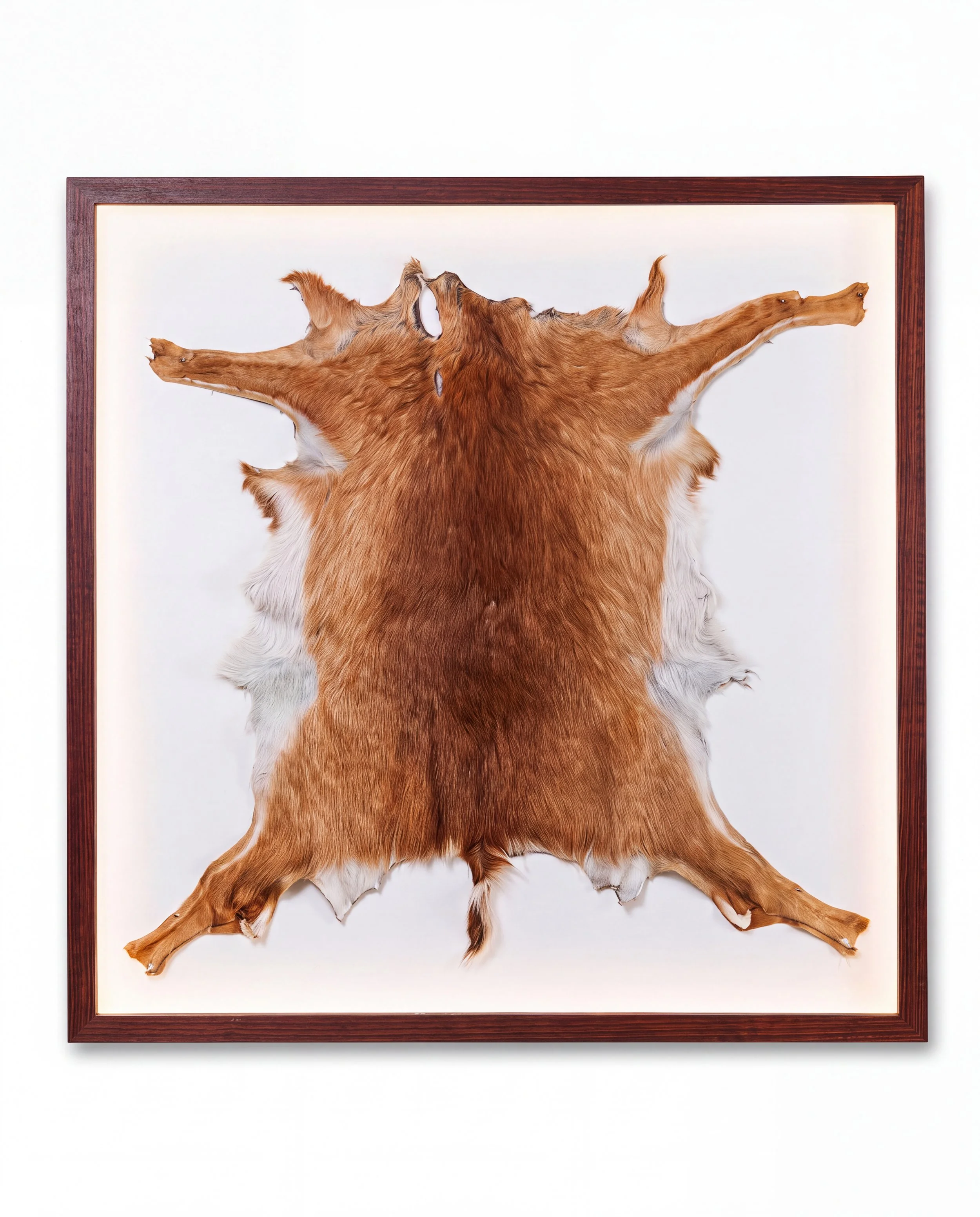 Solid timber LED lightbox display frame showcasing a taxidermy animal hide
