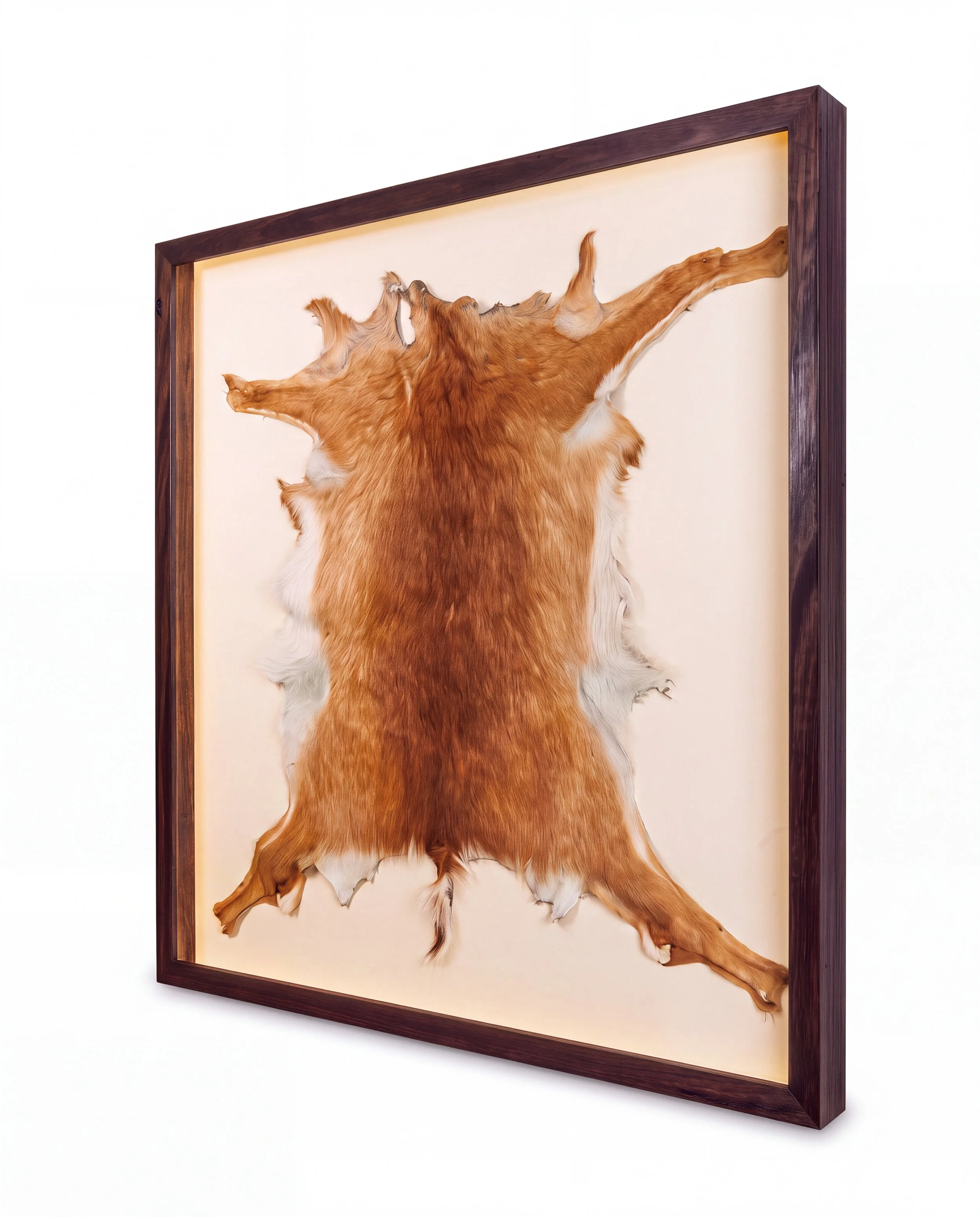 Solid timber LED lightbox display frame showcasing a taxidermy animal hide