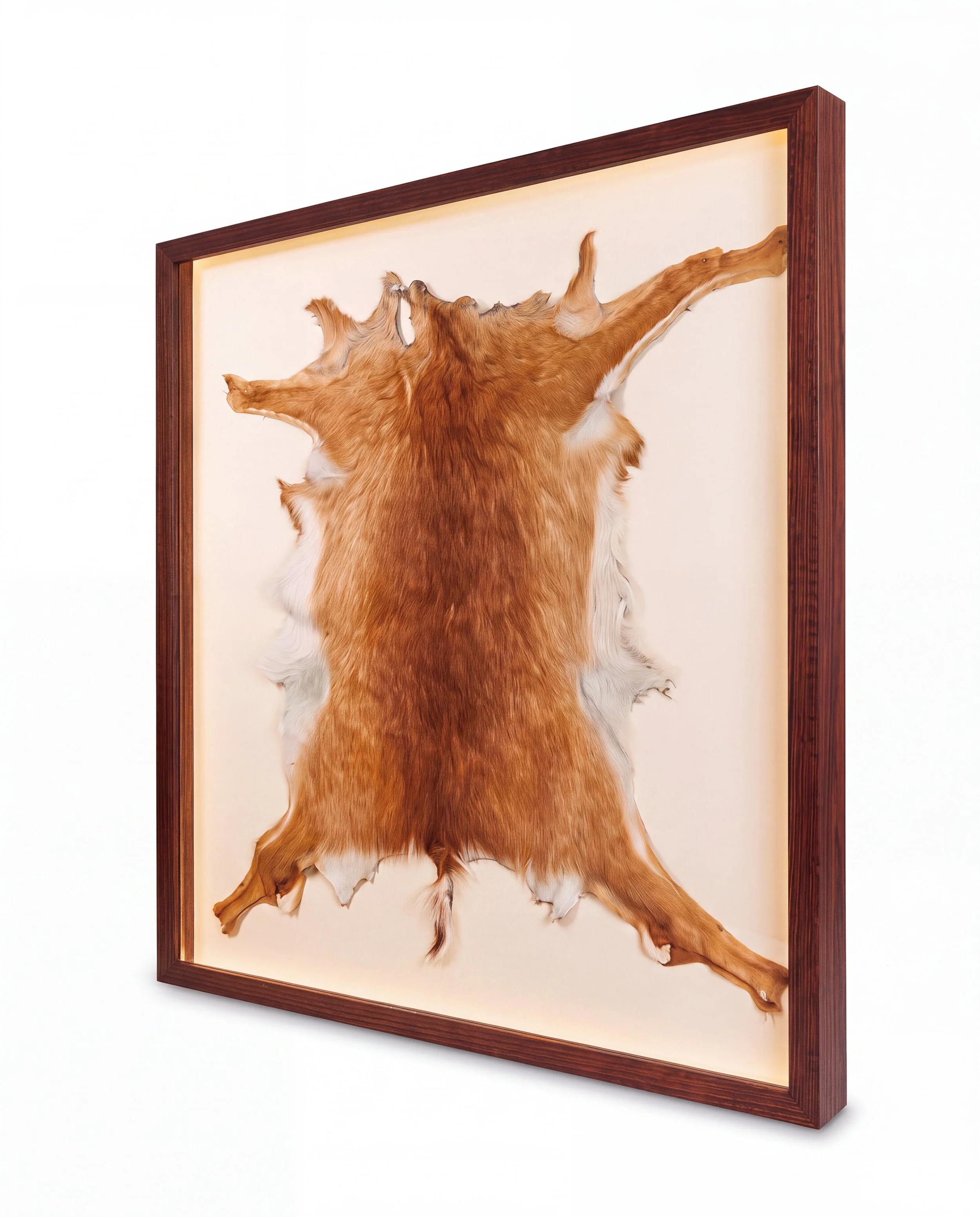 Solid timber LED lightbox display frame showcasing a taxidermy animal hide