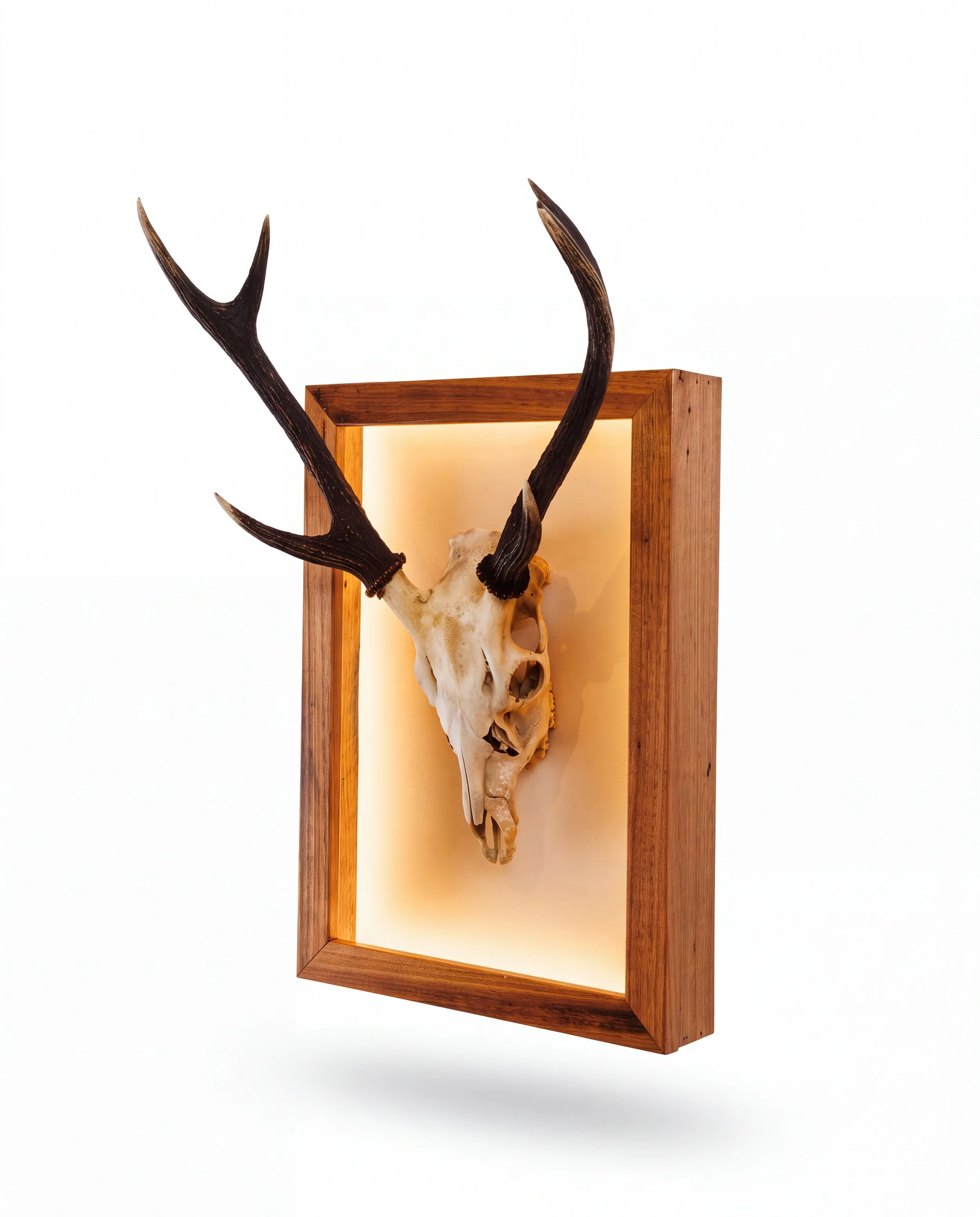 Solid timber LED lightbox display frame showcasing a euro mount sambar deer skull with antlers