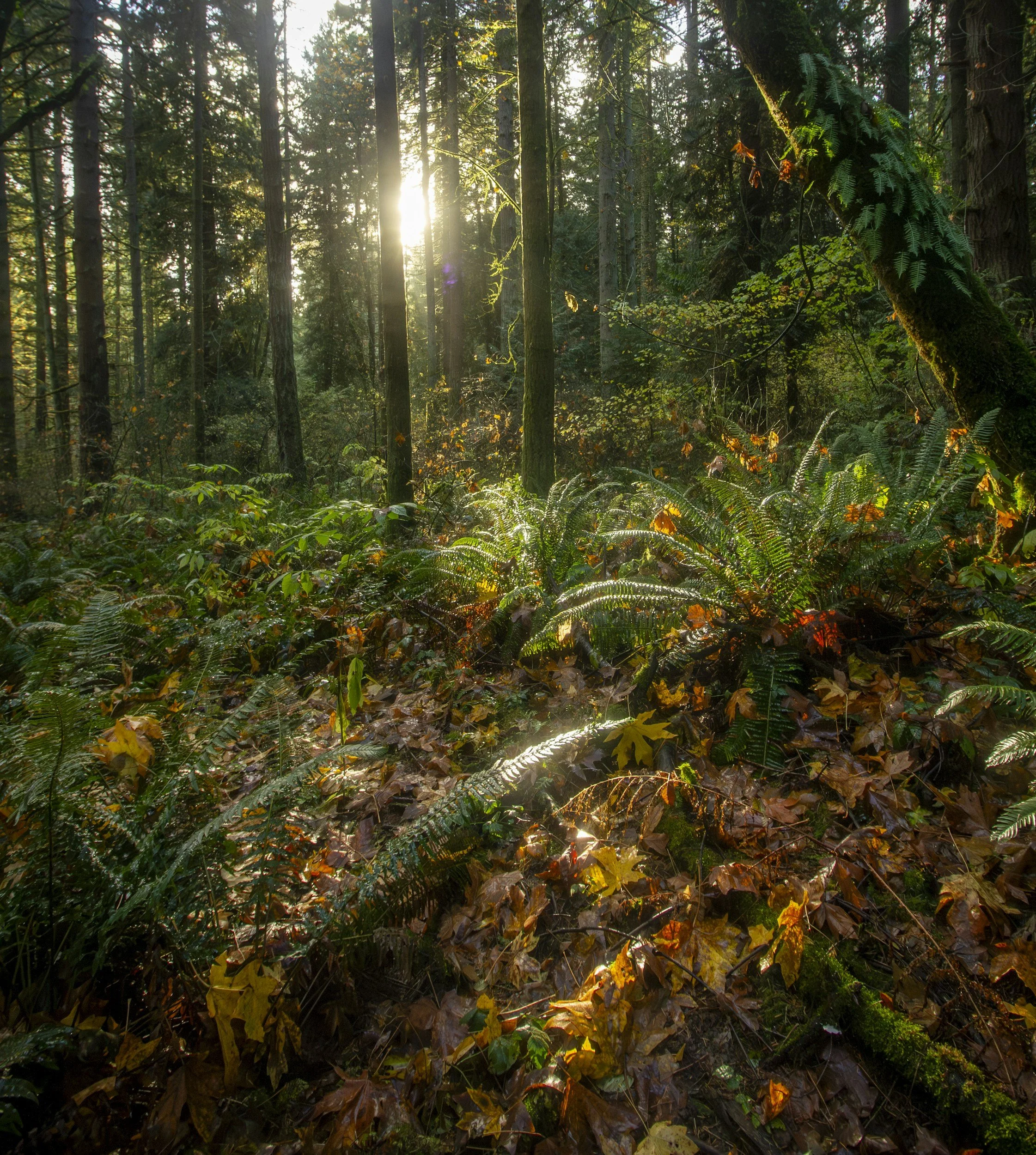A dense forest scene with tall trees and sunlight filtering through the branches. The forest floor is covered with ferns and fallen leaves.