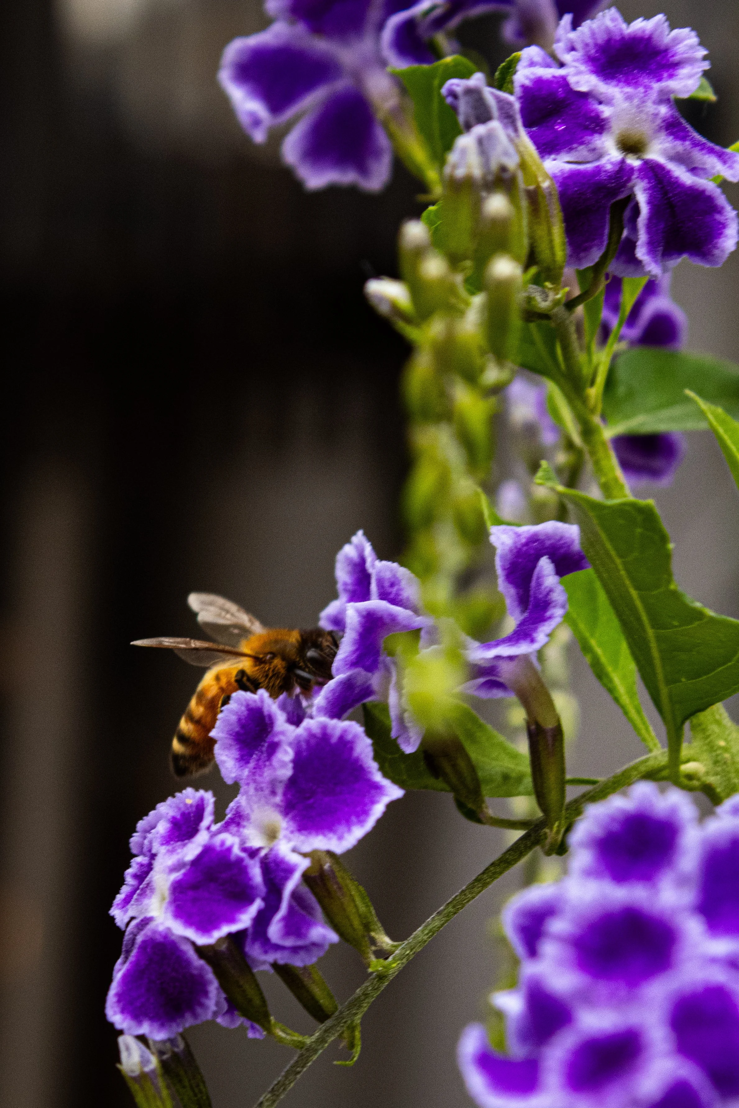 Close-up of a bee on purple and white flowers with green leaves, with a dark blurred background.