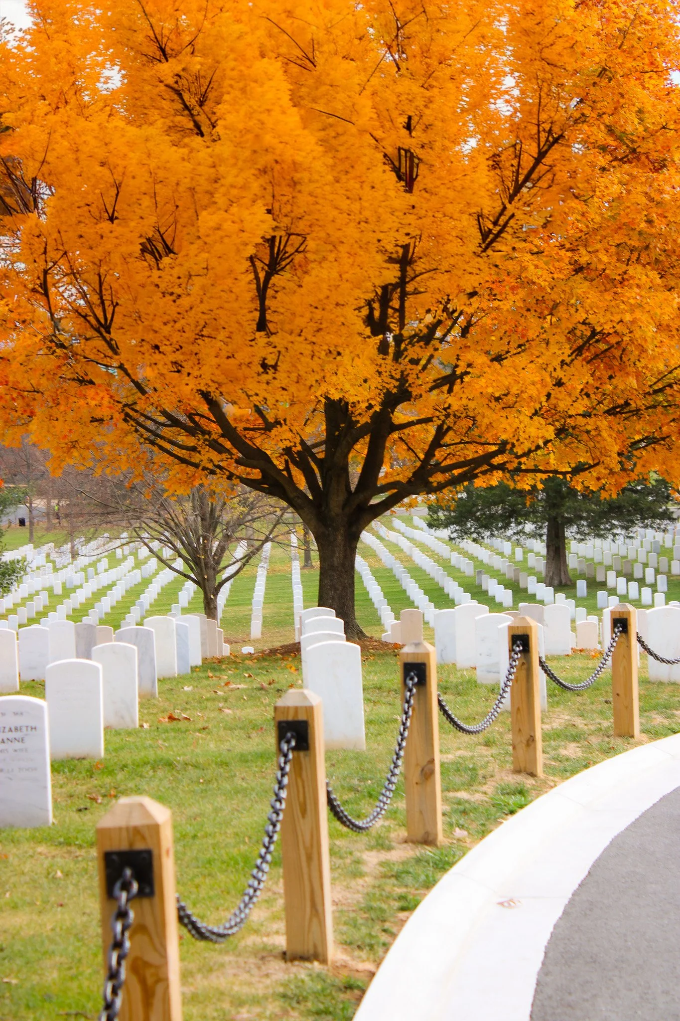 A large tree with bright orange autumn leaves at a cemetery with white tombstones, a black chain fence, and a curved pathway.