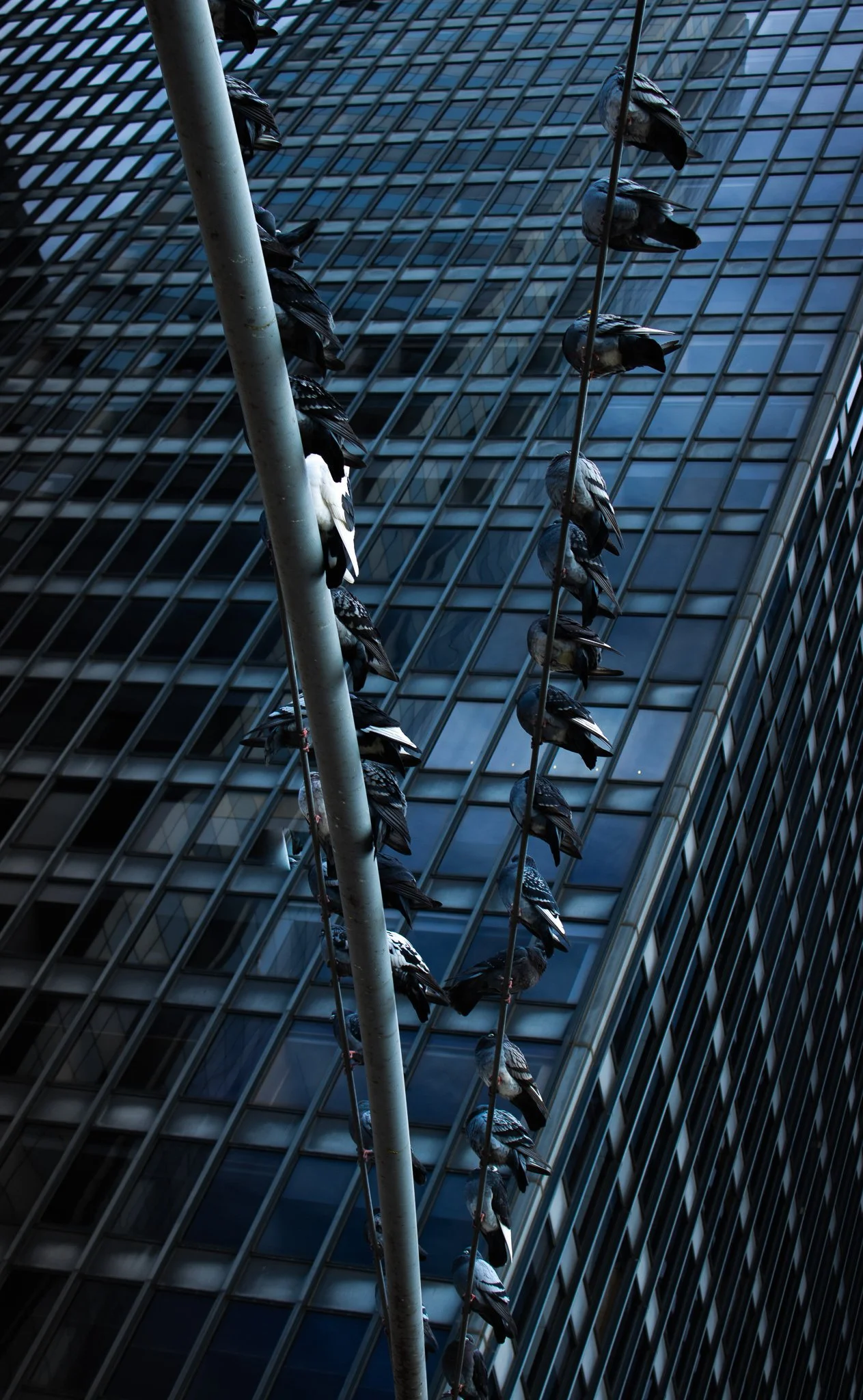 Close-up of pigeons perched on wires in front of a tall glass building with a grid pattern.