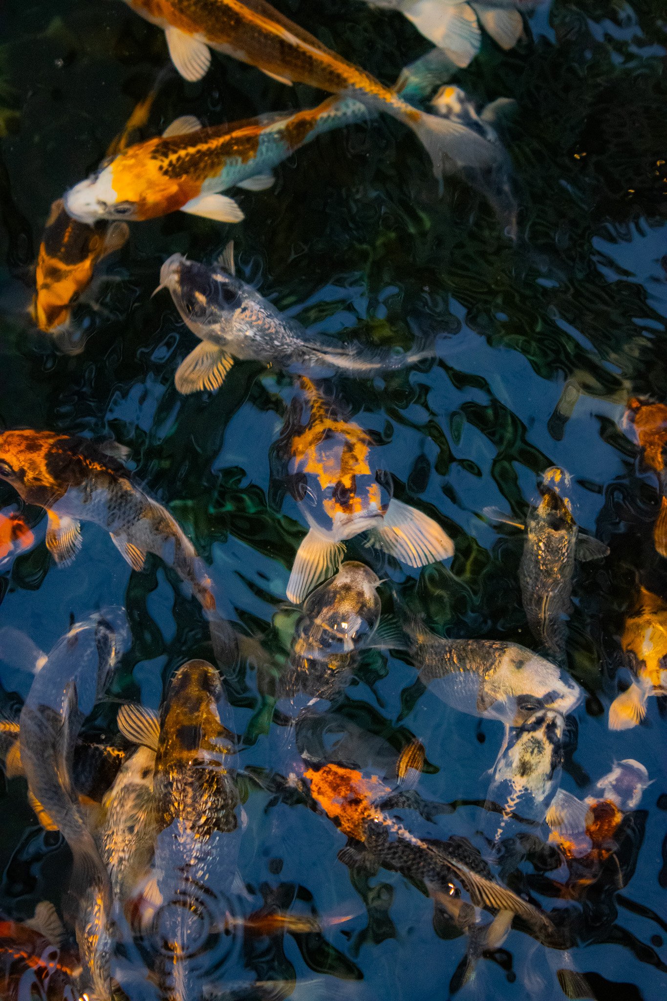 Colorful koi fish swimming in a pond with dark water.