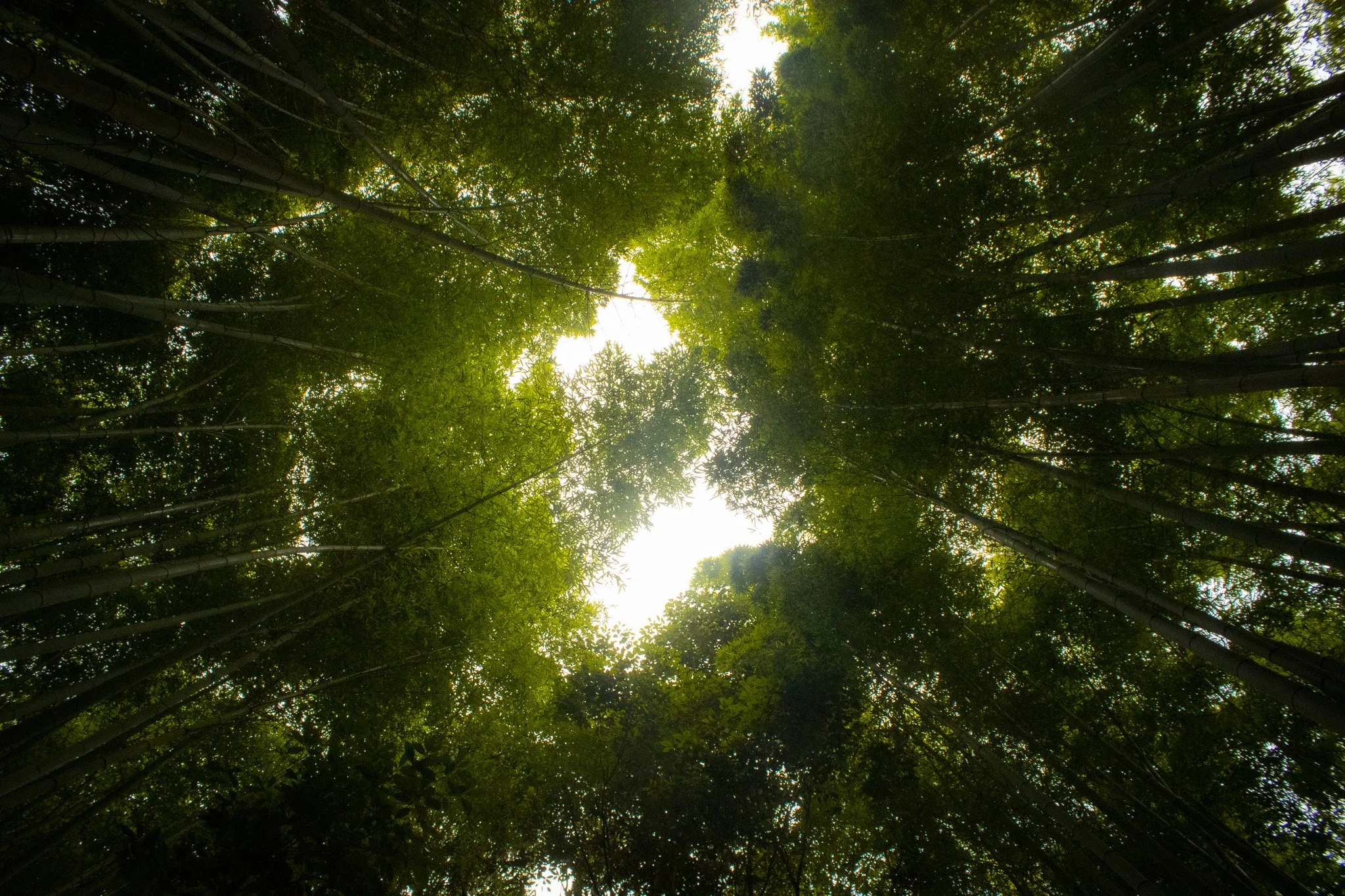 Looking up at a dense forest canopy with sunlight filtering through the leaves.