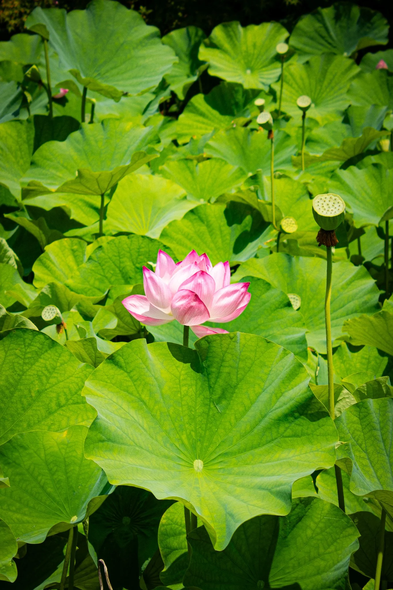 A pink and white lotus flower blooming amid large green lotus leaves, some of which have seed pods.