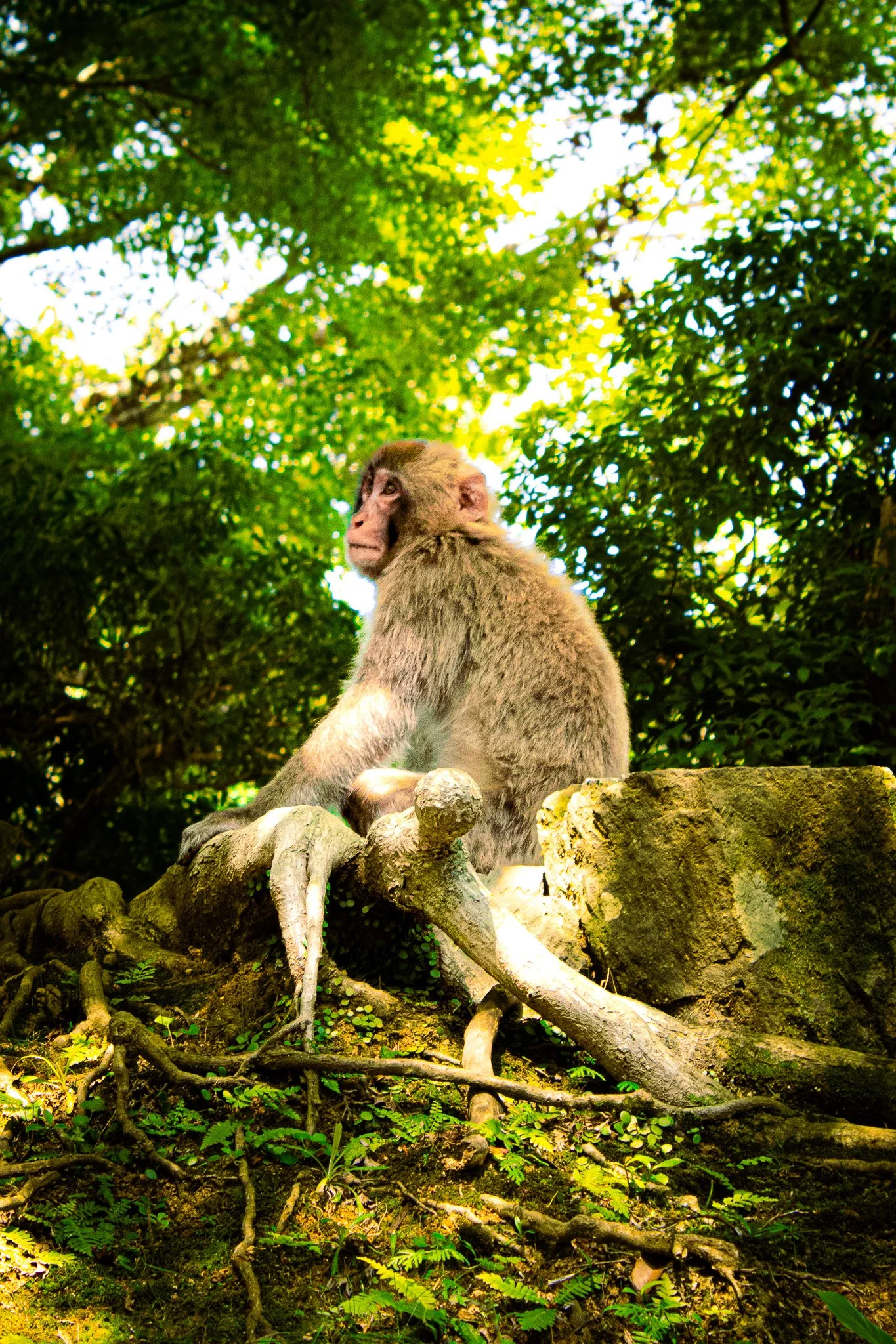 A monkey sitting on a tree branch in a lush green forest with sunlight filtering through leaves.