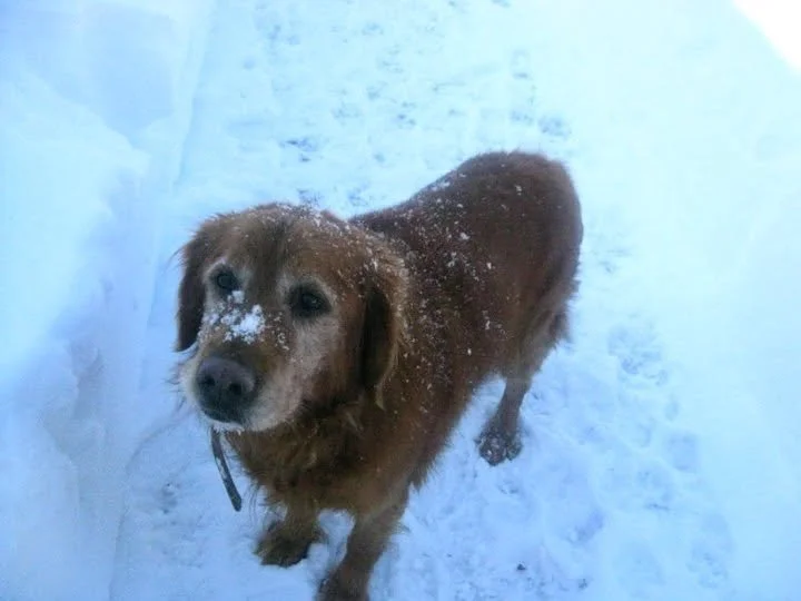 An older Colby standing in a shoveled path with snow on his face.