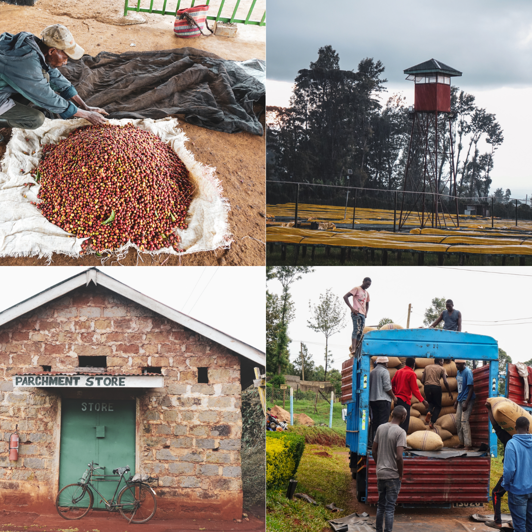 Kenya Peaberry Washed Ndiaini Factory