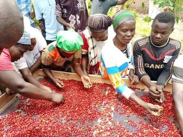Uganda Organic Mountain Harvest Women of Mount Elgon