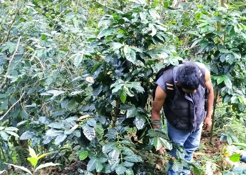 Mexico-Oaxaca-Sierra-Sur-Pluma-San-Vicente-Yogondoy2-1024x728.jpg