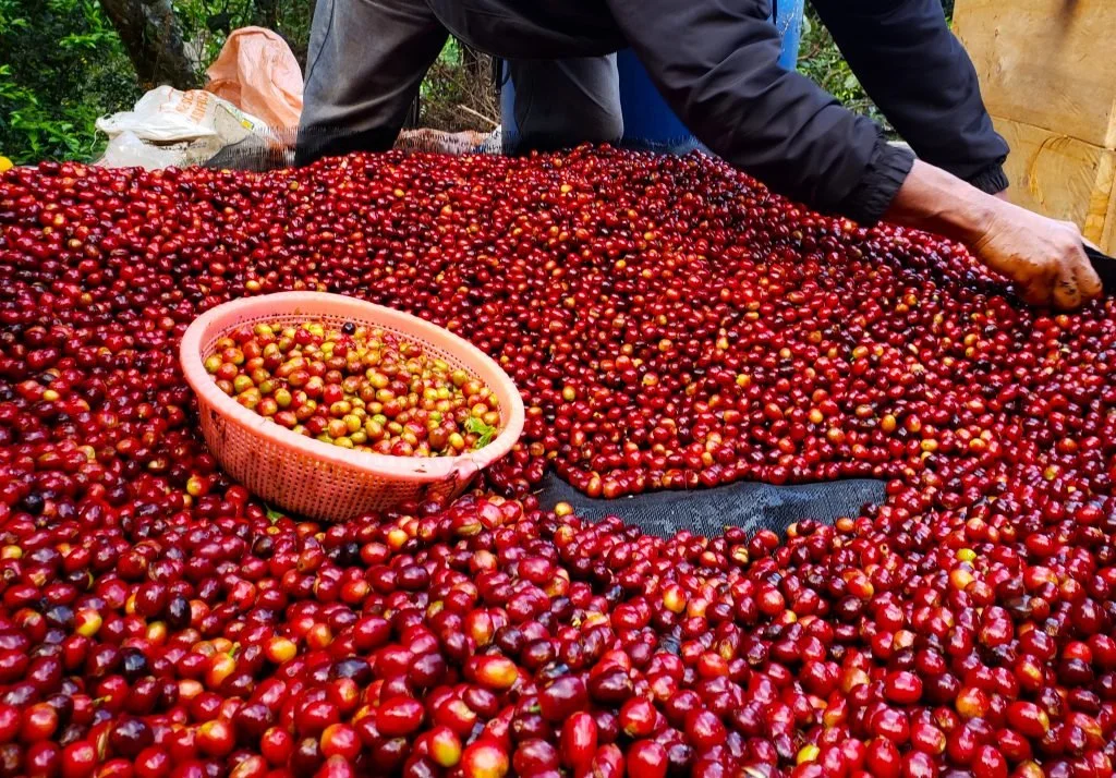 Colombia Regenerative Organic Tolima Multi-Coop
