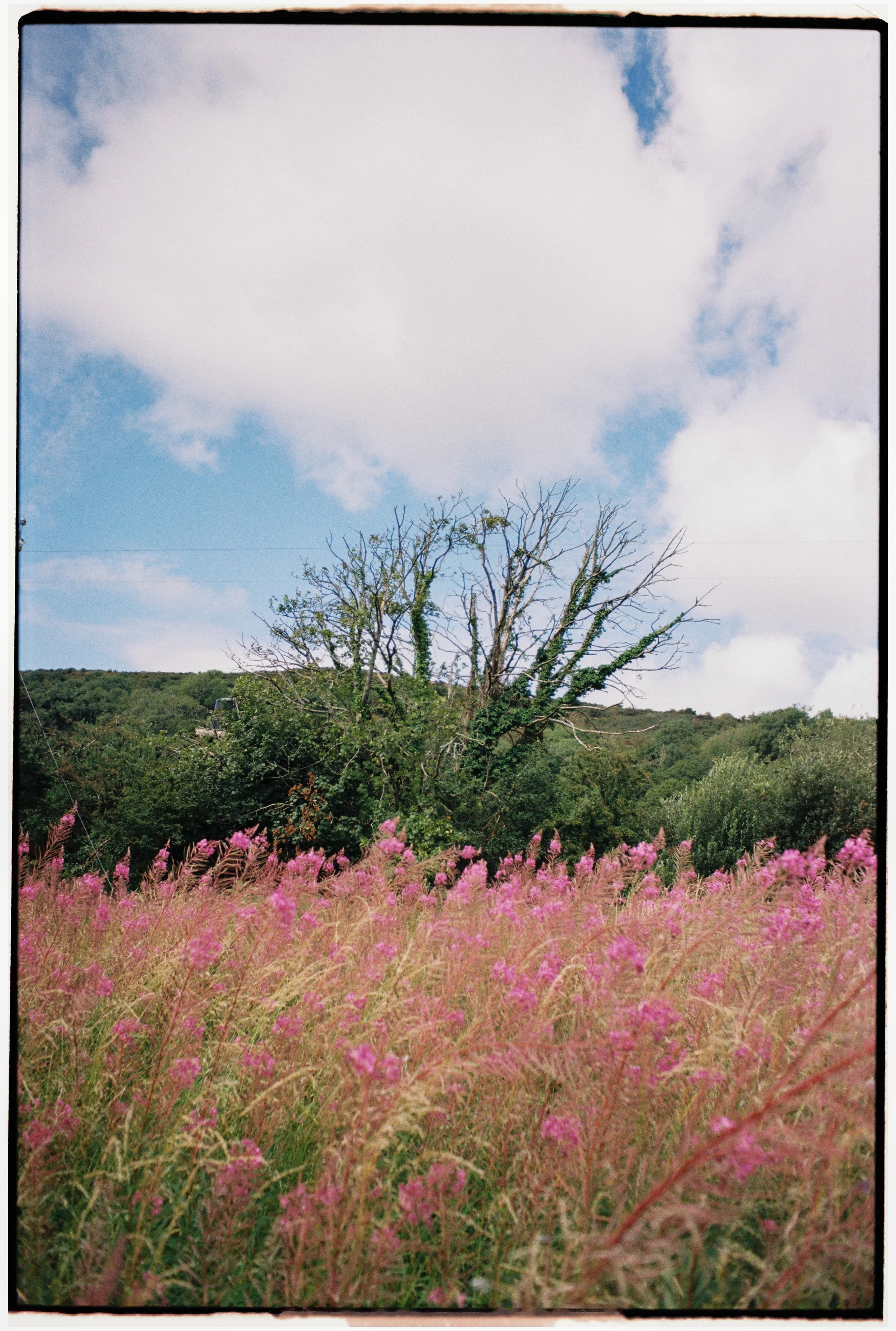 Film_Fforest_Coast_CodyBryce-7.jpg