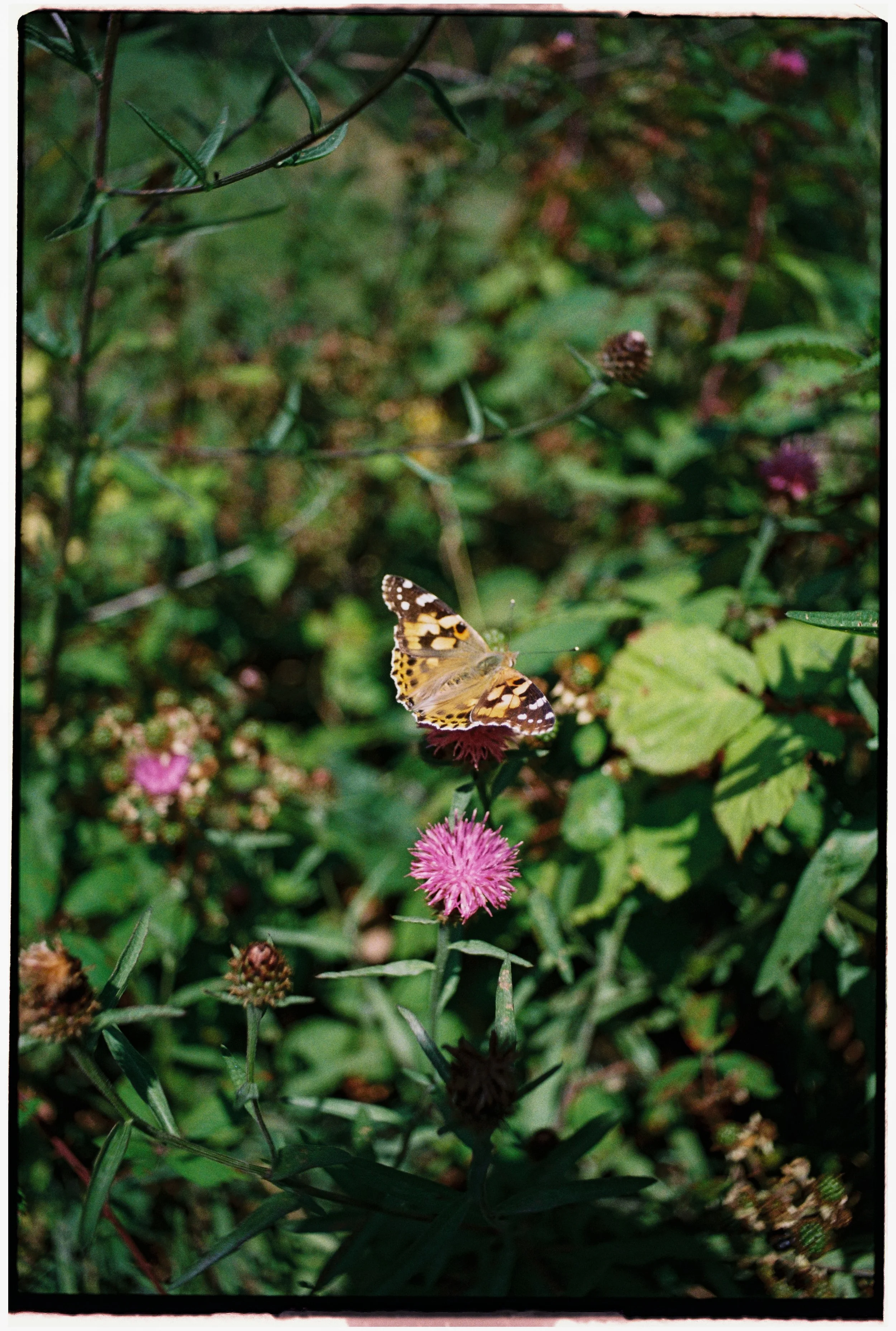 Film_Fforest_Farm_CodyBryce-4.jpg
