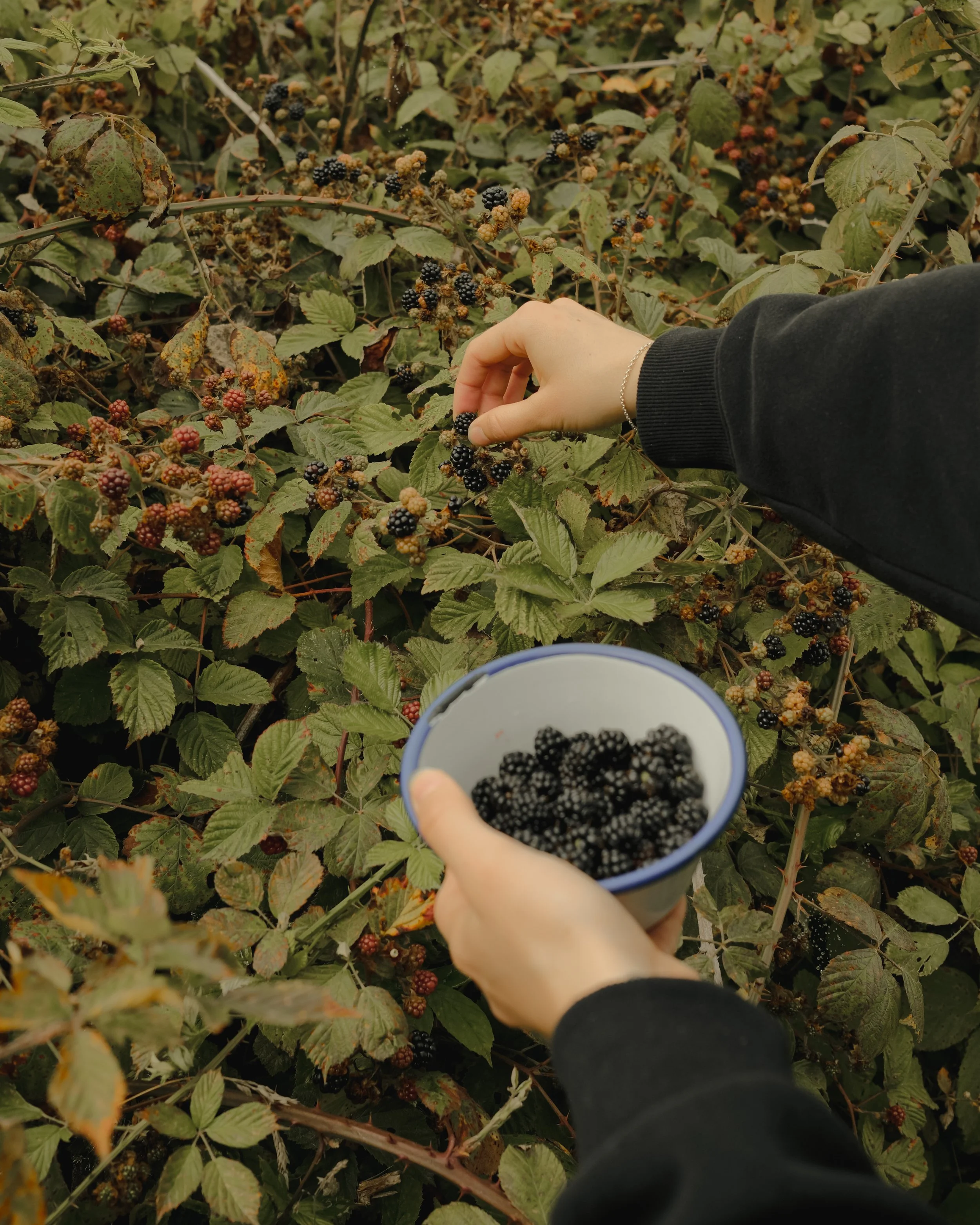Fforest_Farm_CodyByrce-21.jpg