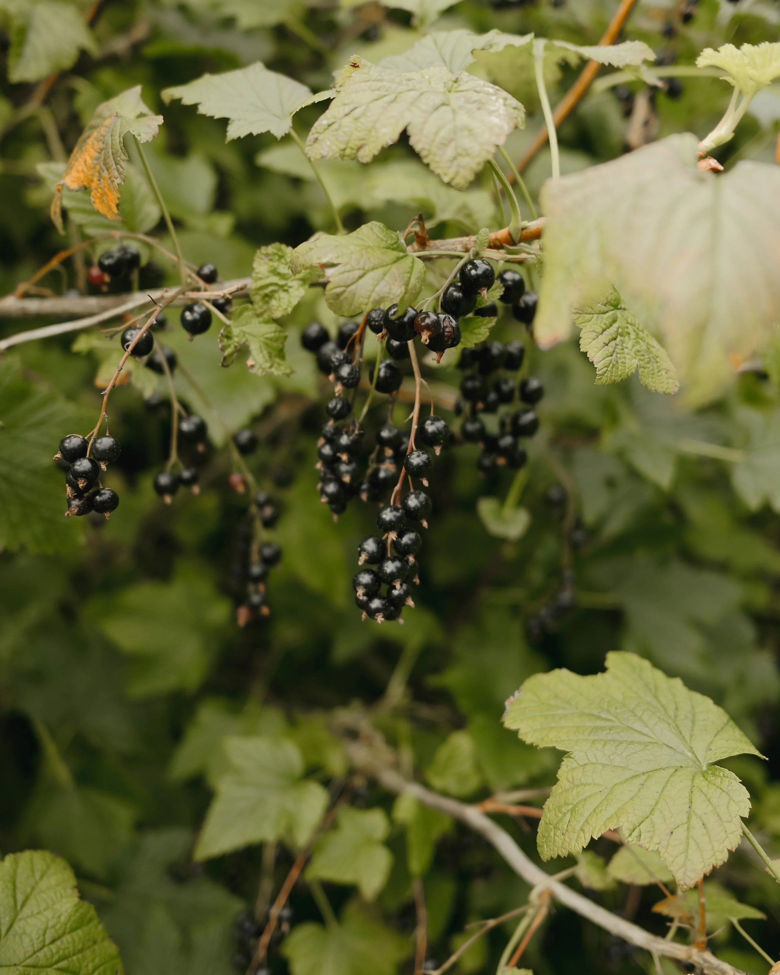 Fforest_Farm_CodyByrce-10.jpg