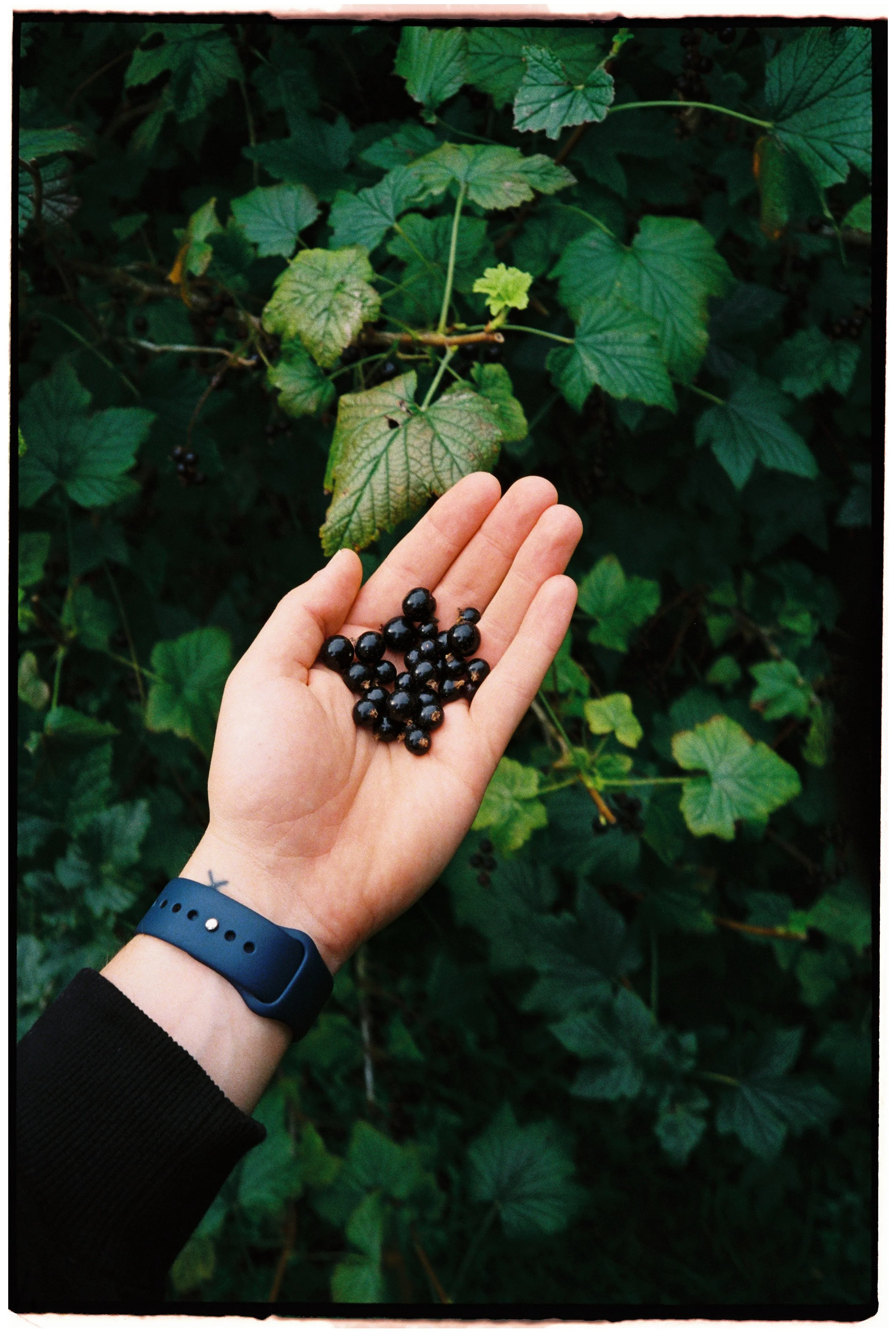 Film_Fforest_Farm_CodyBryce-33.jpg