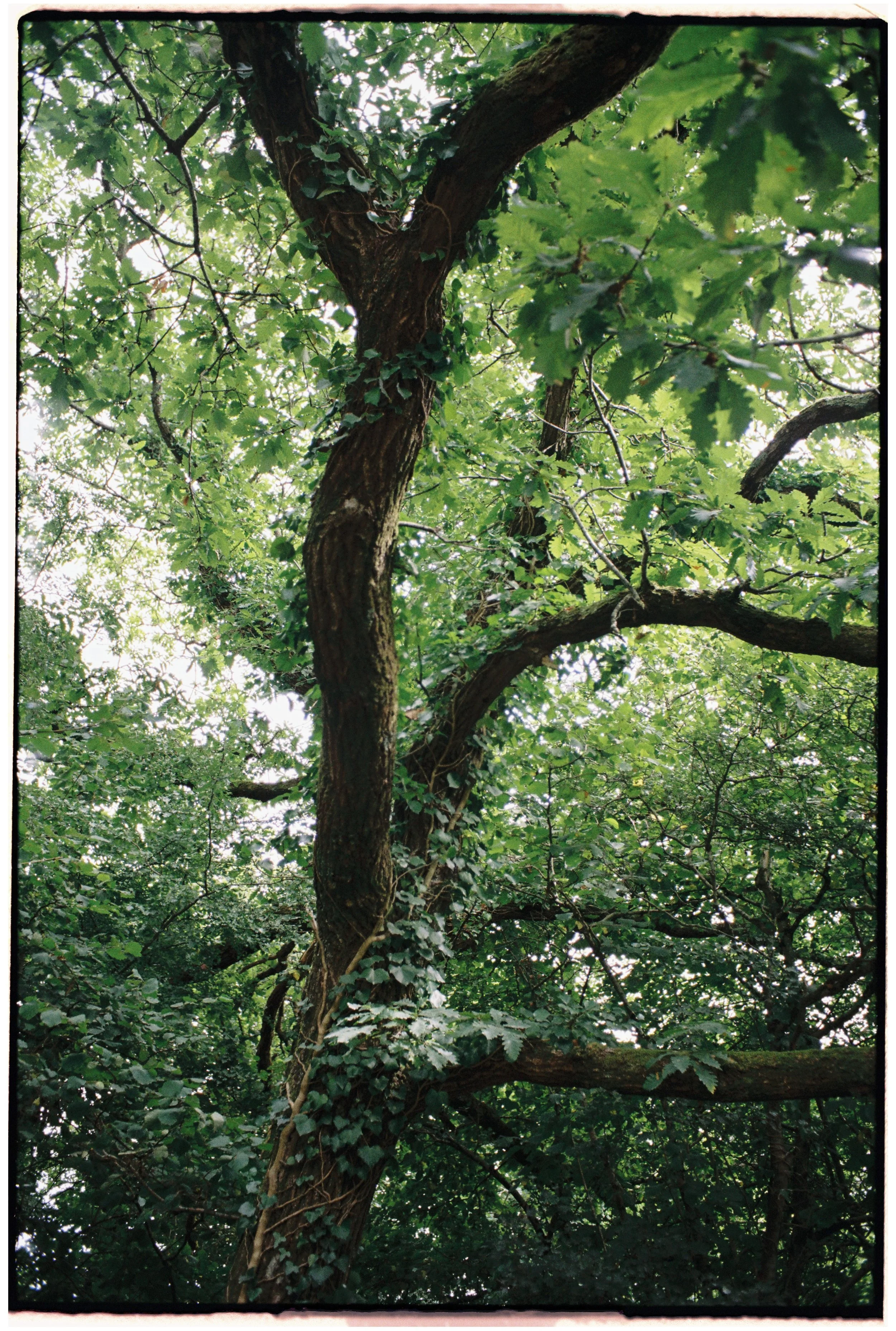 Film_Fforest_Farm_CodyBryce-12.jpg