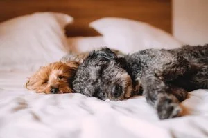 A Surprising Friend to Take Cues From on Stress