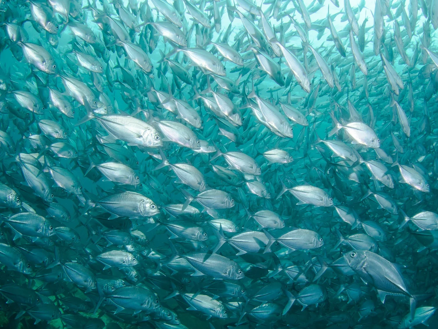 Swimming Against the Current:          A Turbo Thinker's© Guide to Mindful Productivity