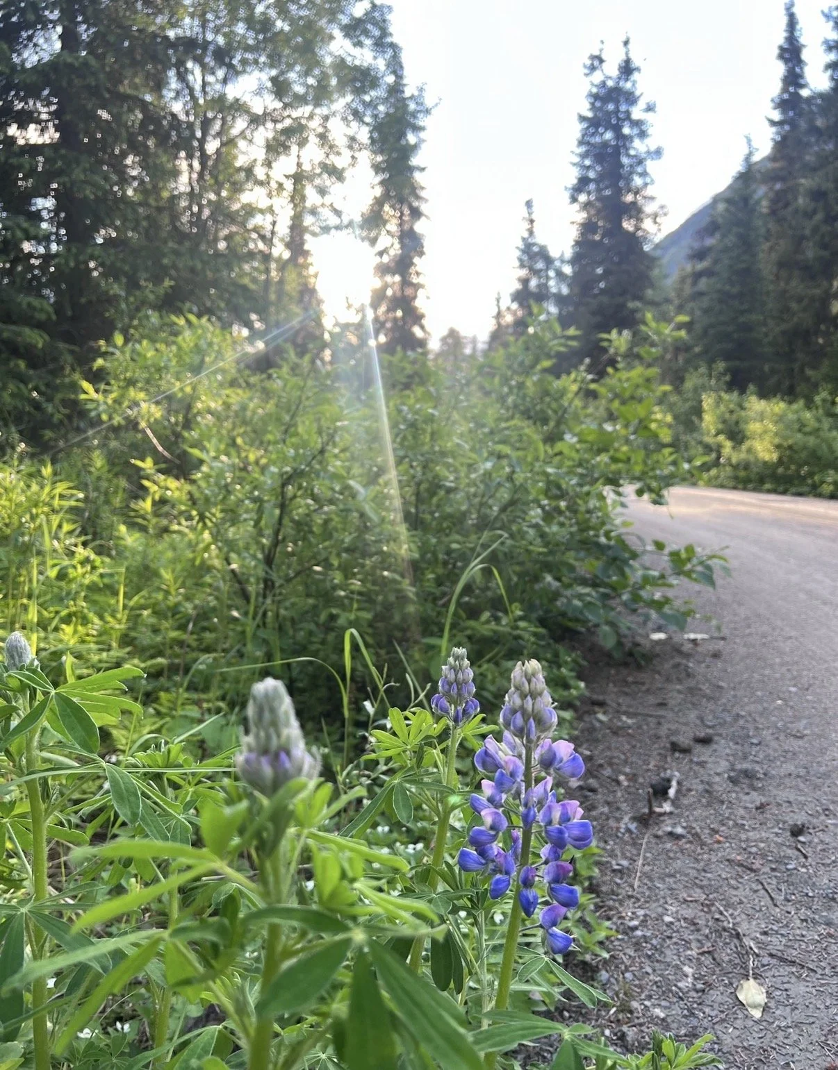 Wildflowers growing beside a dirt road, with a backdrop of tall trees and sunlight filtering through the branches.