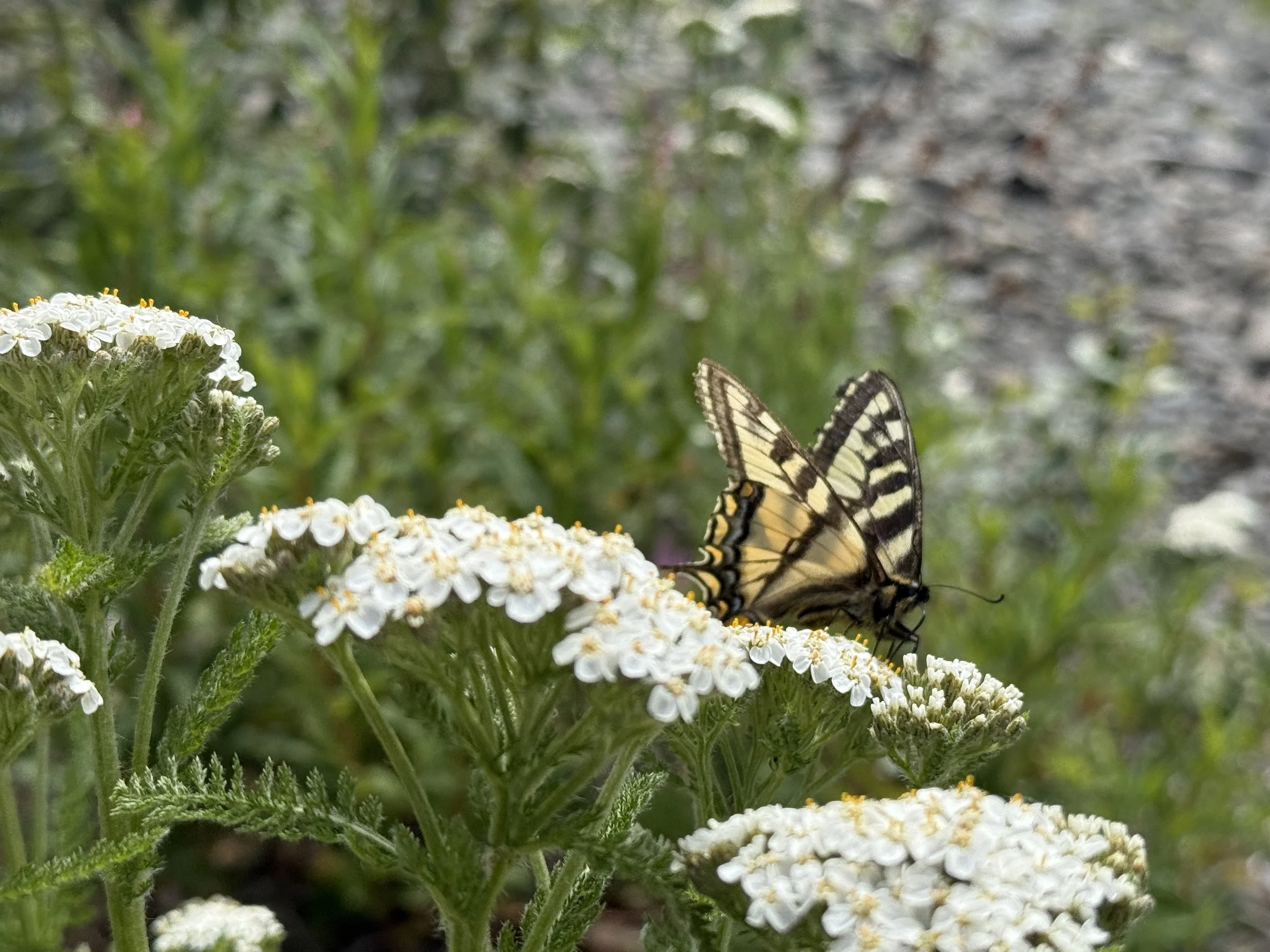 A yellow and black butterfly perched on white flowers with yellow centers, with green foliage and a gravelly pathway in the background.