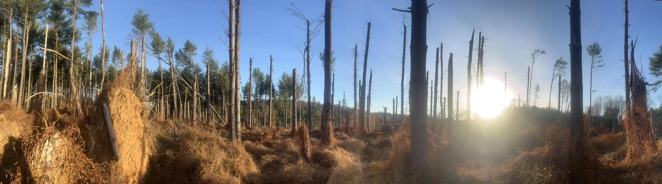 Hundreds of snapped and debarked trees in Eldersburg - Jack Rudden