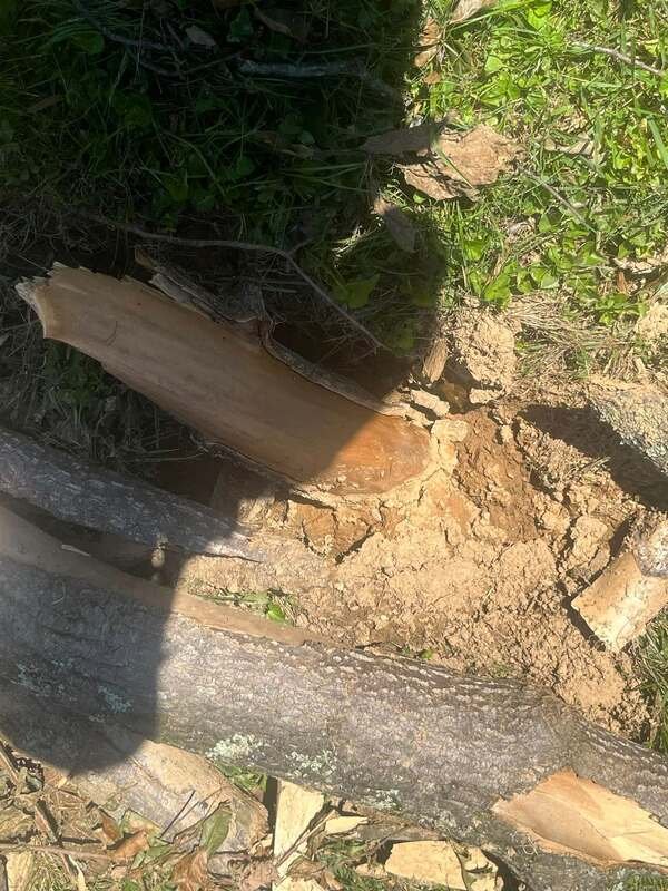 Large tree limbs impaled into the ground in Gamber - Jack Rudden