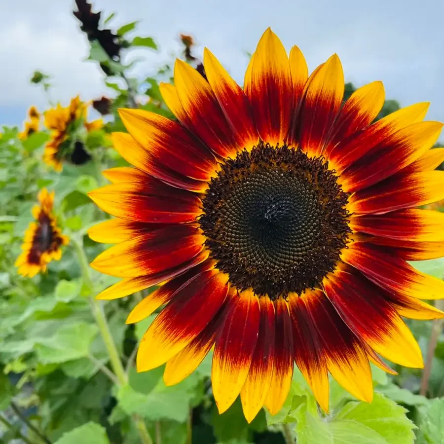 Close-up of a sunflower with vibrant yellow and red petals, dark center, blooming in a green garden with other sunflowers in the background.