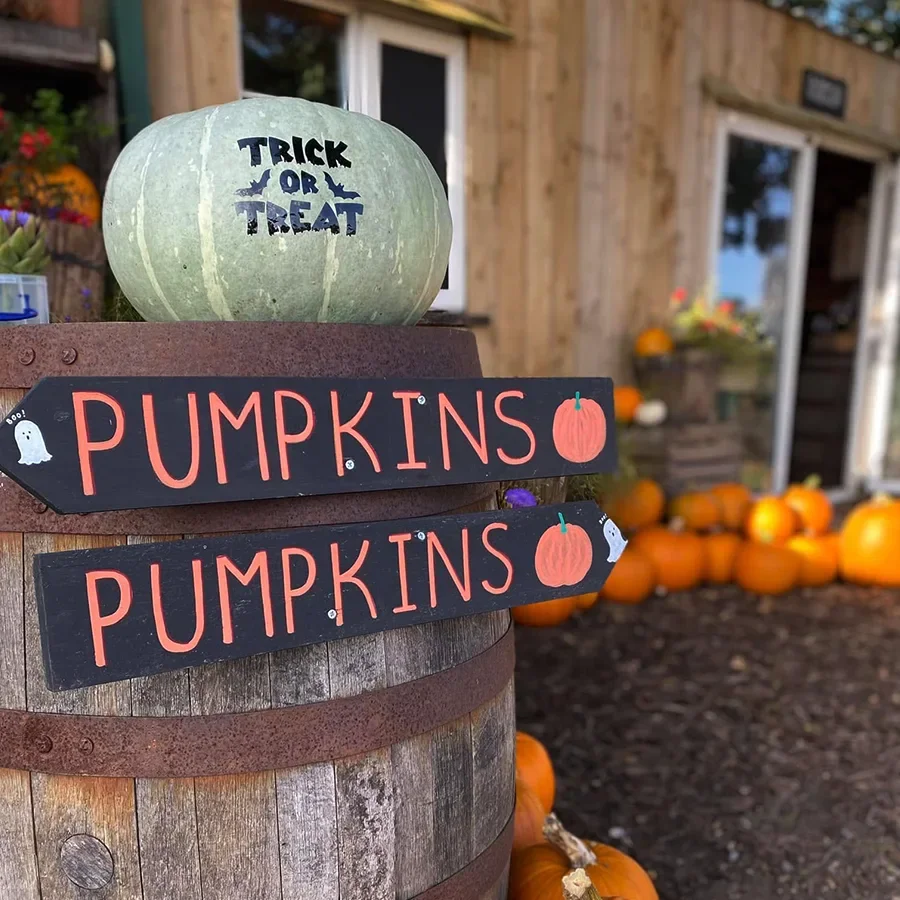 A green pumpkin with Halloween 'Trick or Treat' text and bats painted on it, sitting on top of a wooden barrel. Below, there are two black signs with orange letters and pumpkin illustrations pointing to pumpkin patches. In the background, a display of pumpkins and a wooden building are visible.