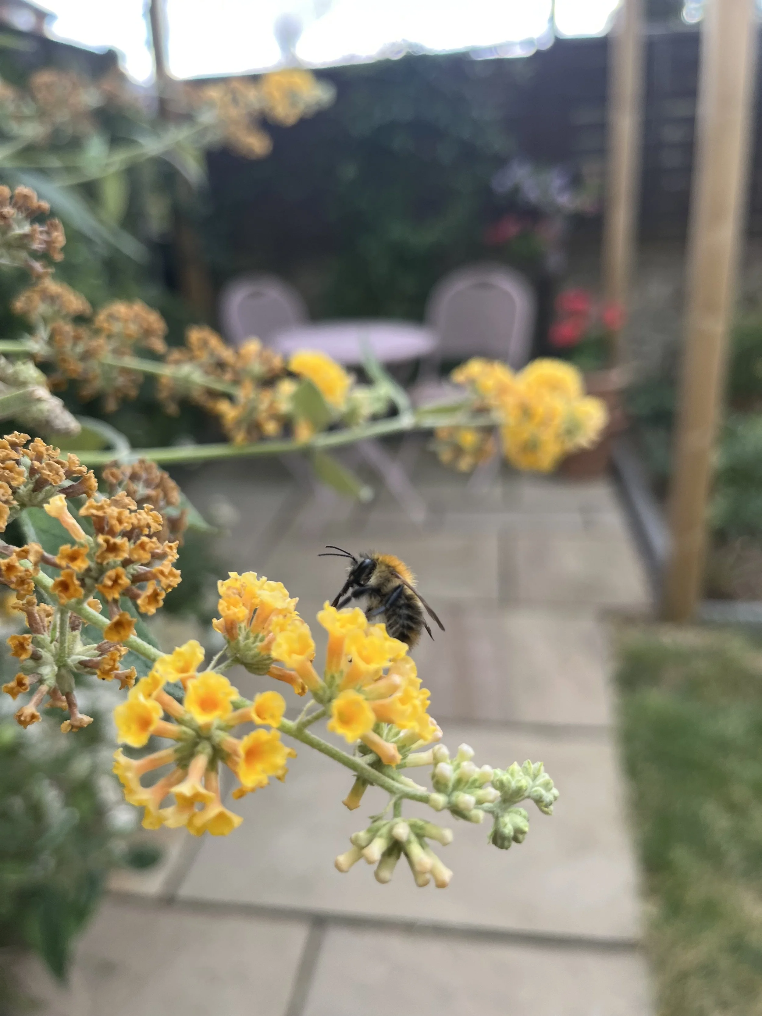 buddleja, buff indian slabs, wooden pergola