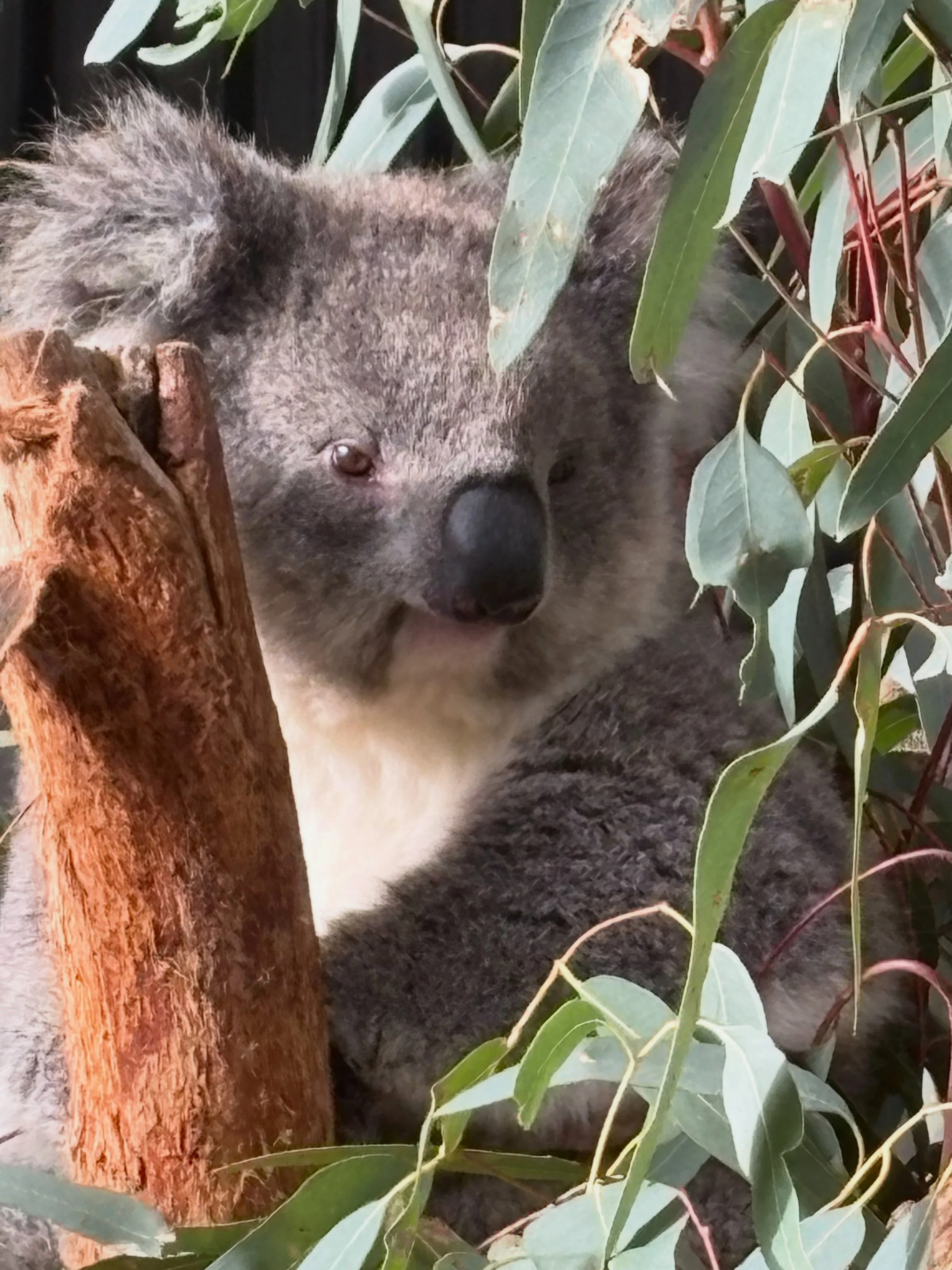 Adelaide wildlife was zen this morning