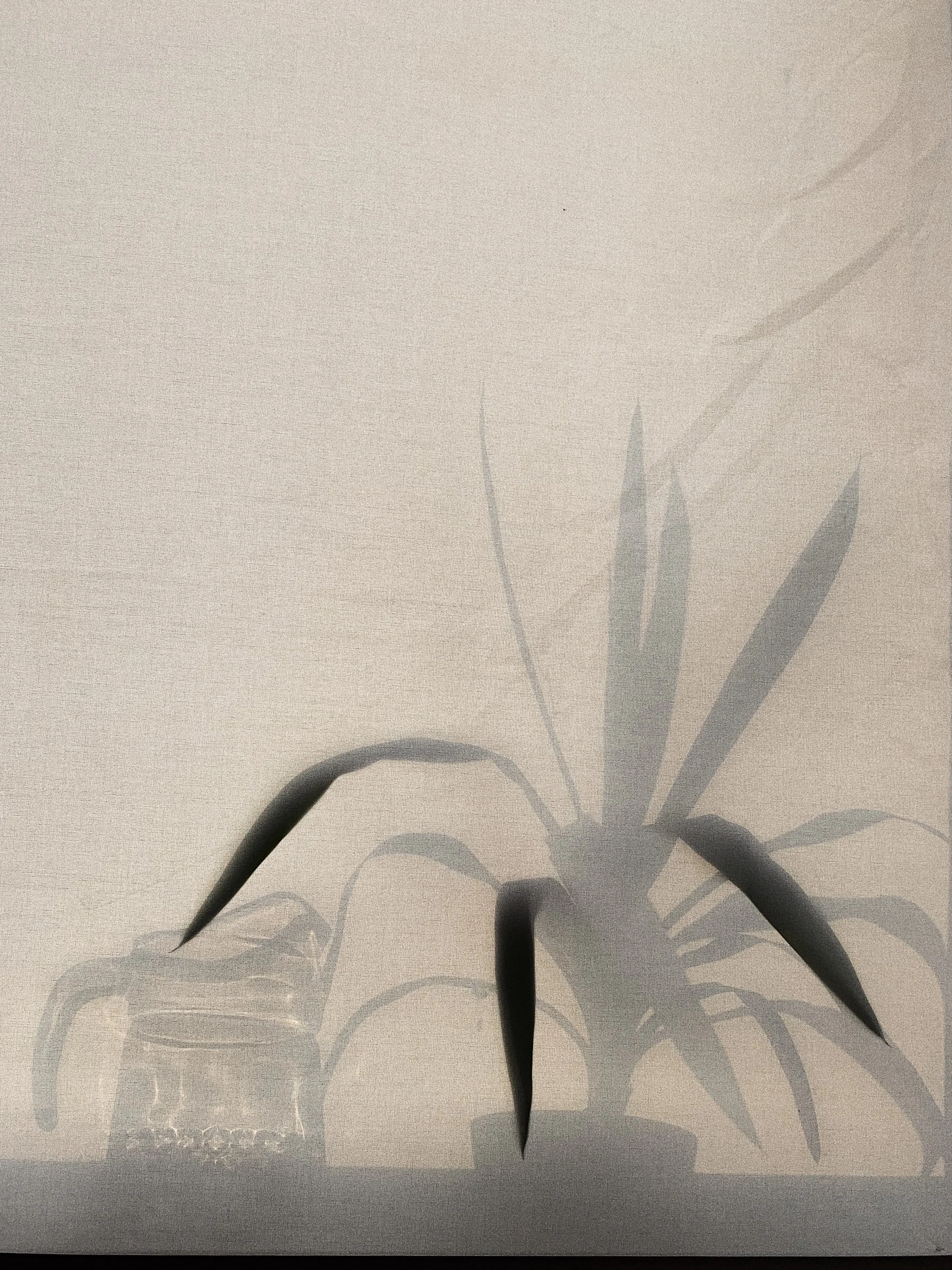 Shadow of a potted plant with long, pointed leaves on the surface of a paper or cardboard package.