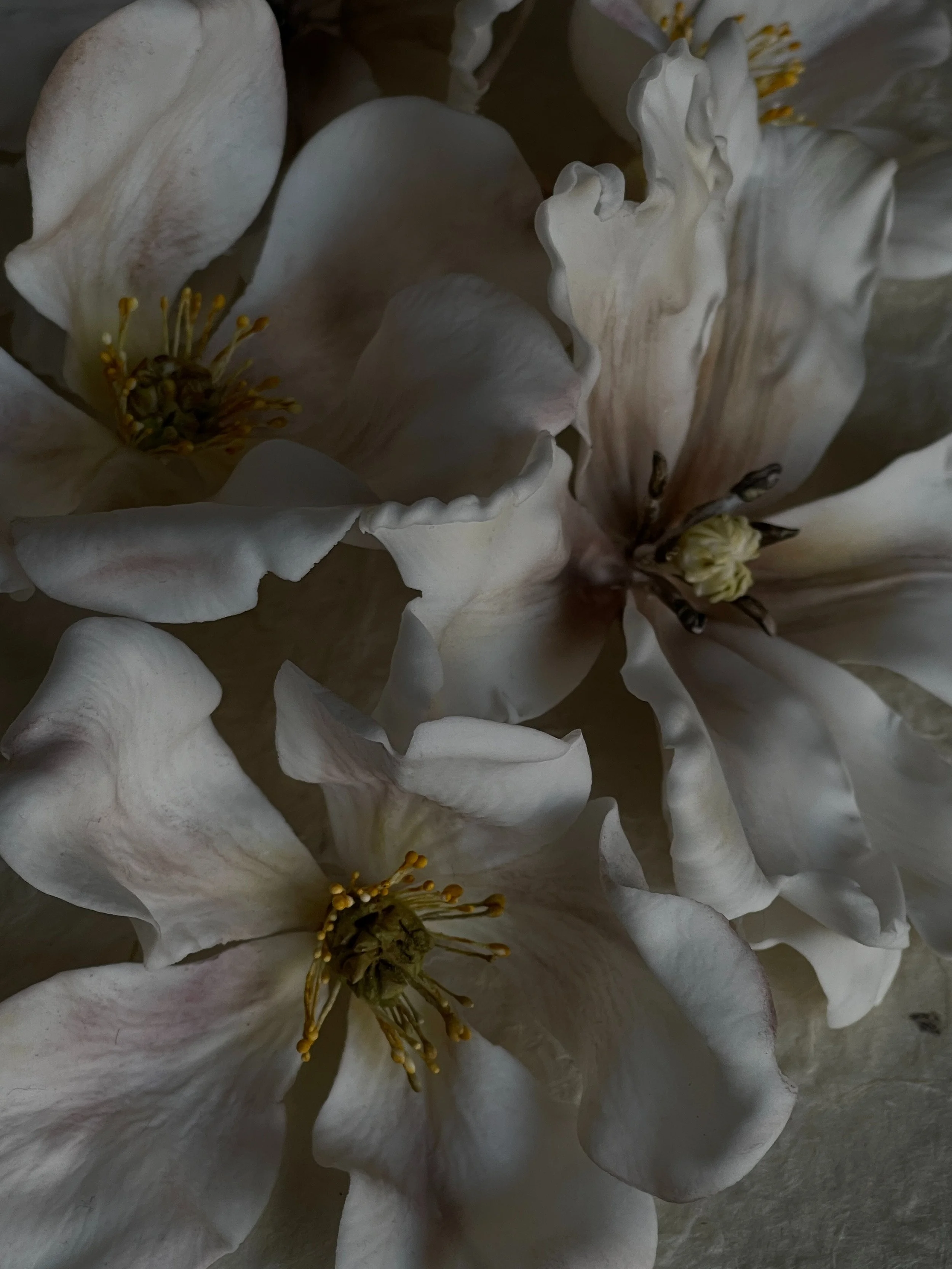 Close-up of white flower petals with yellow stamens and greenish pistils.