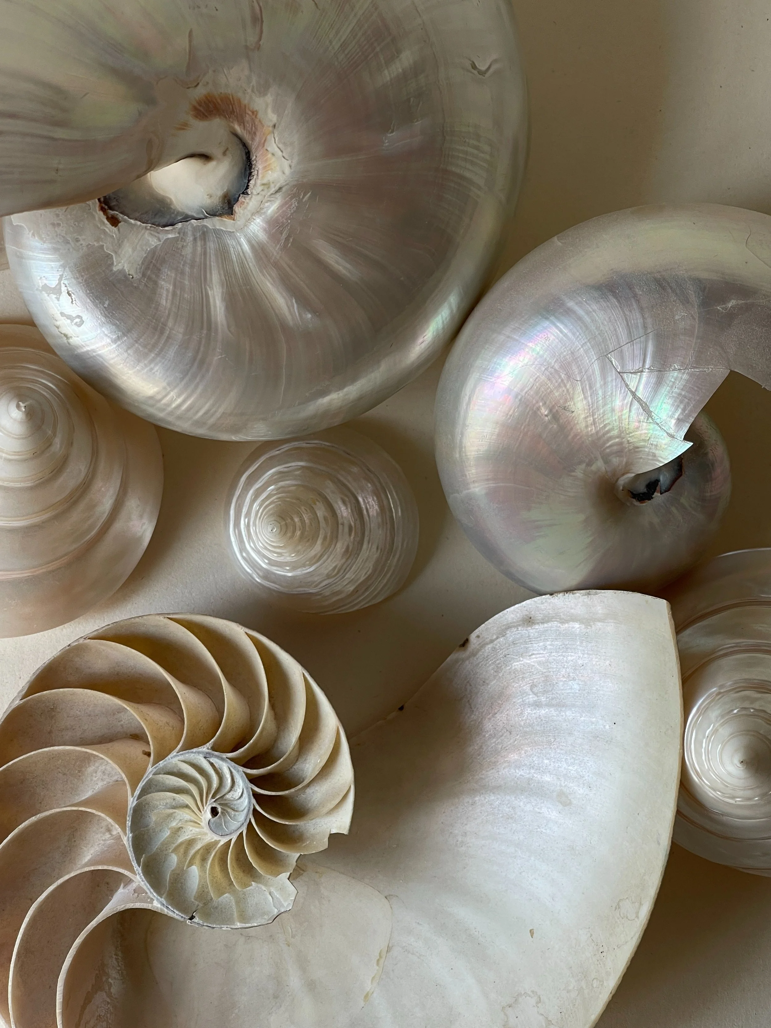Close-up of various seashells, including spiral and conical shapes with iridescent and matte surfaces.
