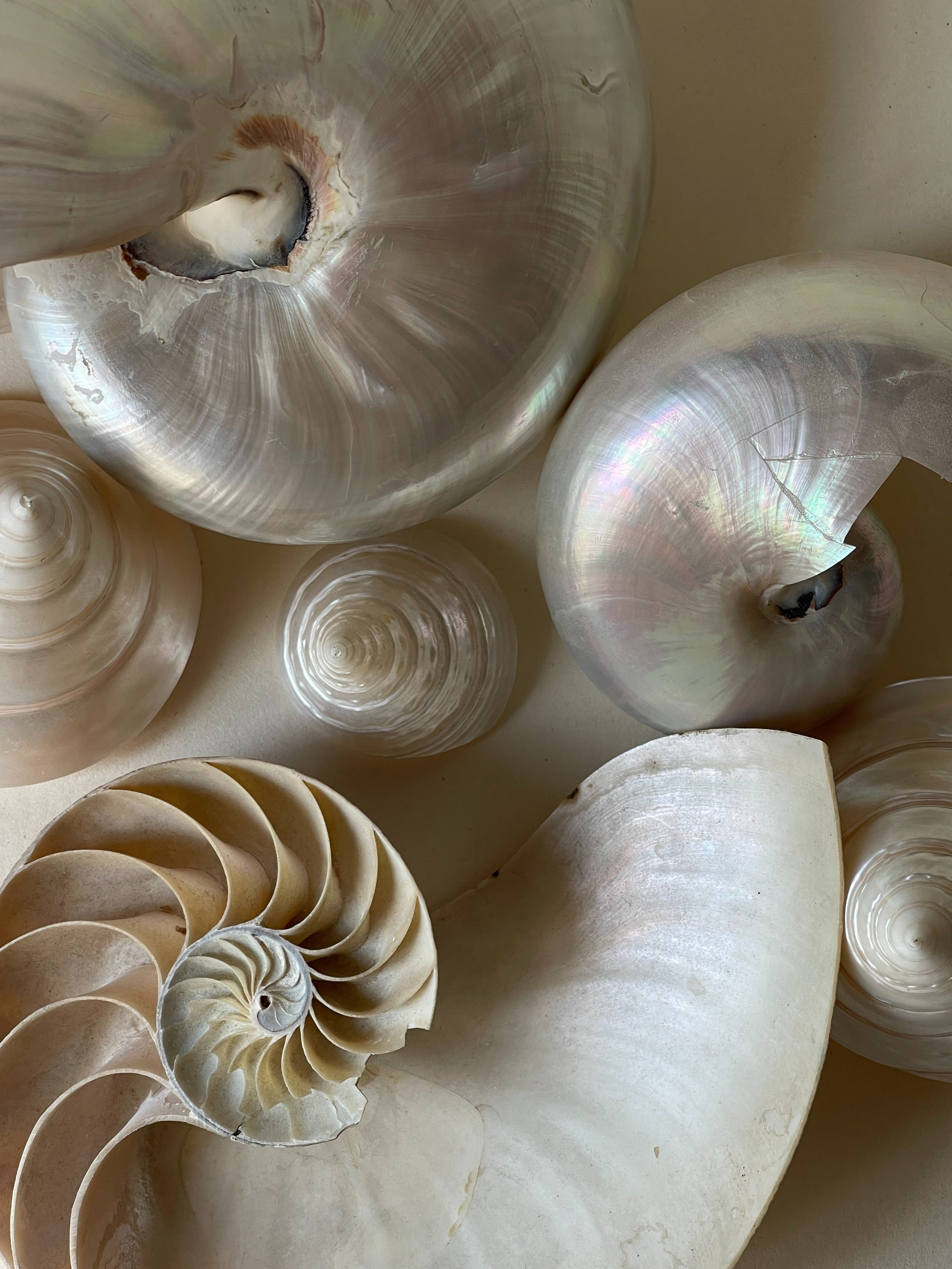 Close-up of various seashells, including a large iridescent shell, a spiral shell, and a conch shell, with subtle natural colors.