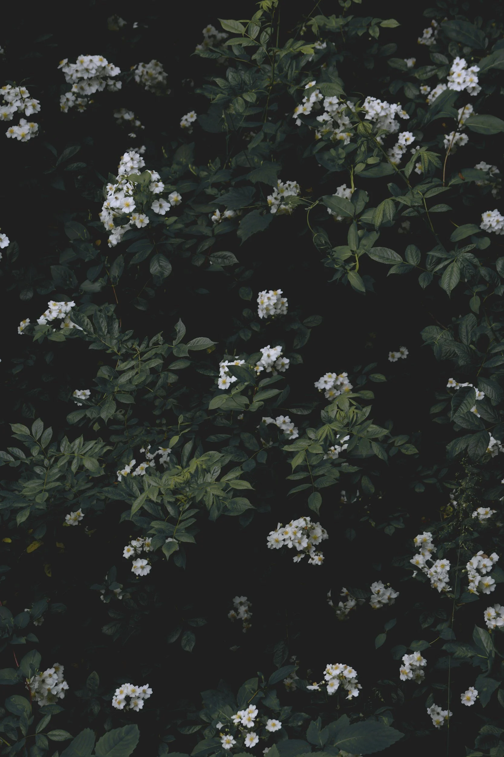 White flowers with yellow centers on green leafy plants in a dark background.