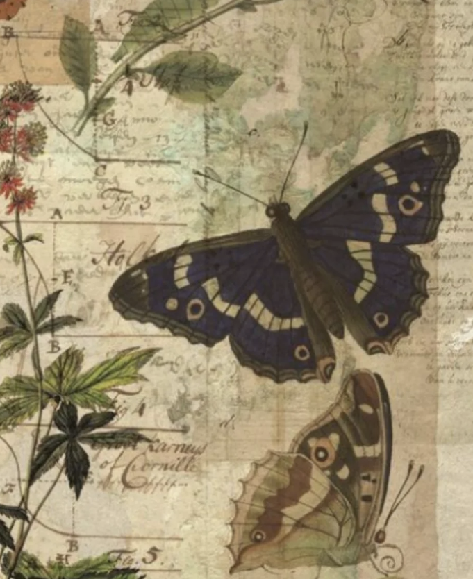 Illustration of two butterflies, one dark blue with yellow markings and the other with brown and cream colors, against a vintage botanical background with handwritten notes and sketches of plants.