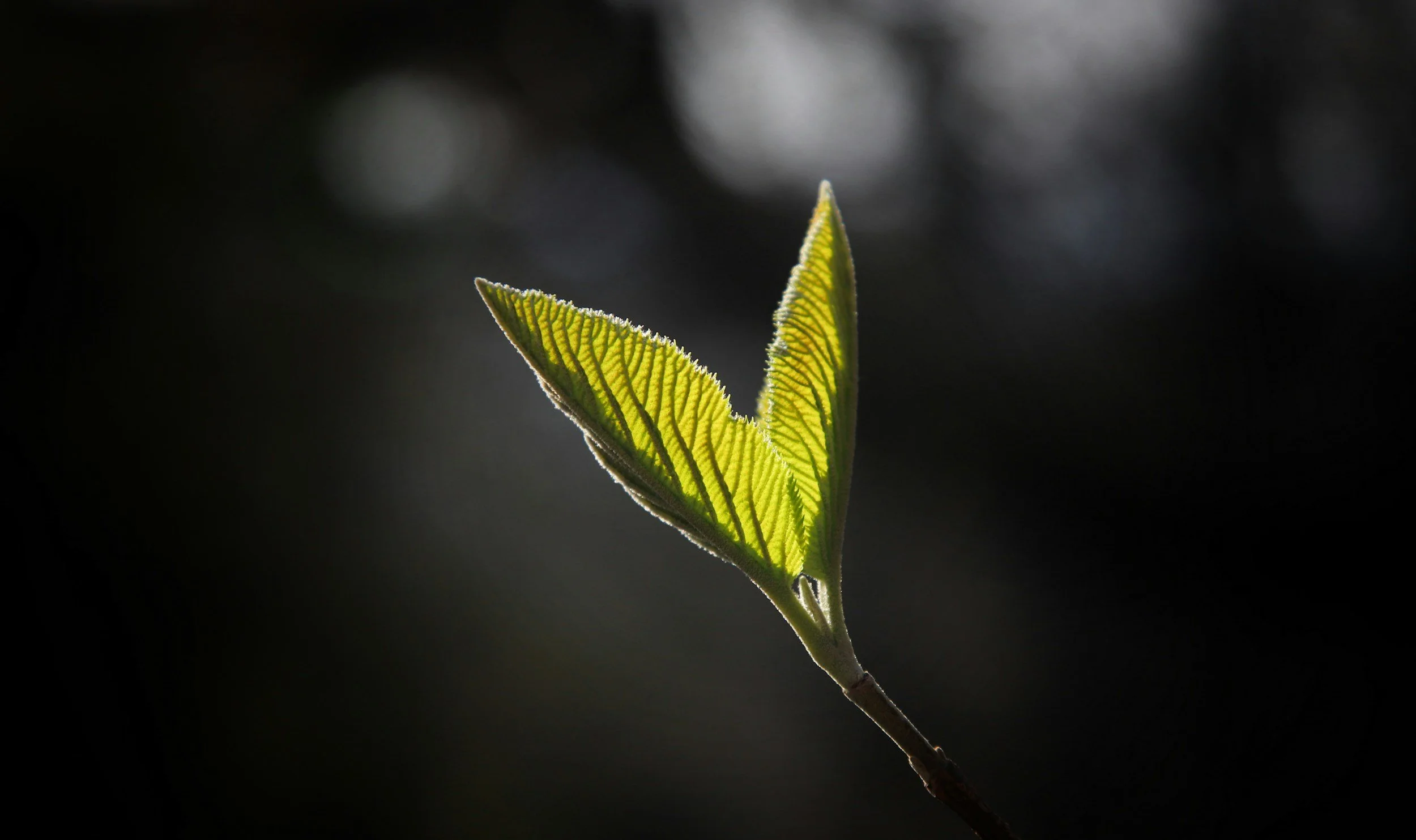 The NEW THINGS of Grace