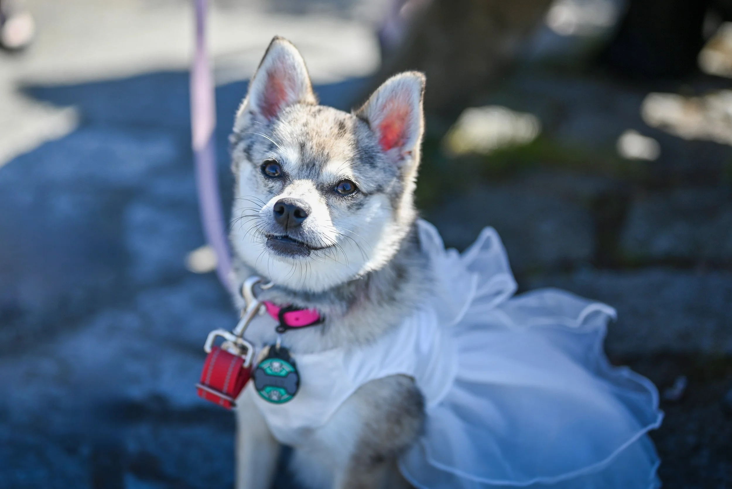 Whytecliff_Park_MicroWedding_Elopement-0035.jpg