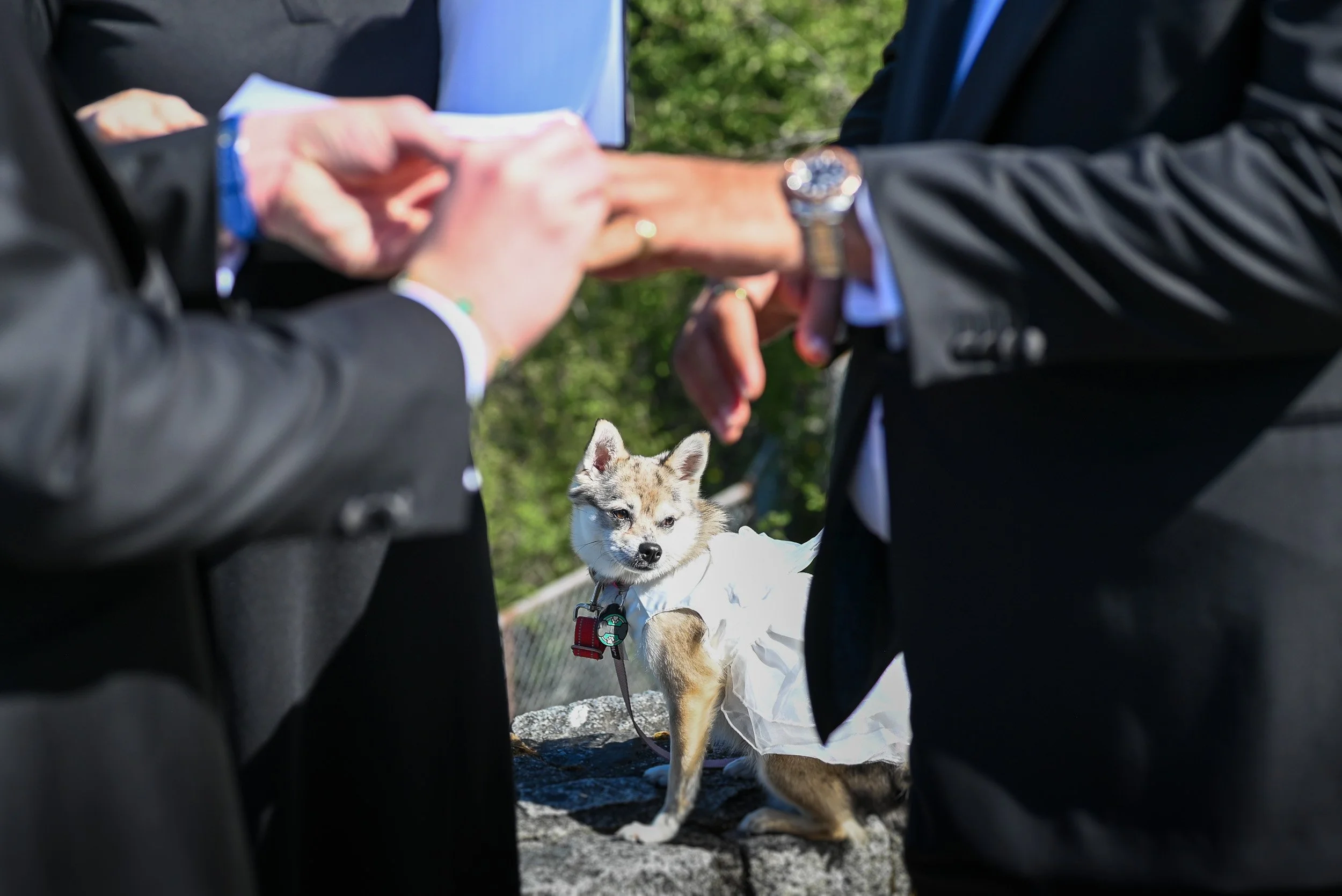 Whytecliff_Park_MicroWedding_Elopement-0058.jpg