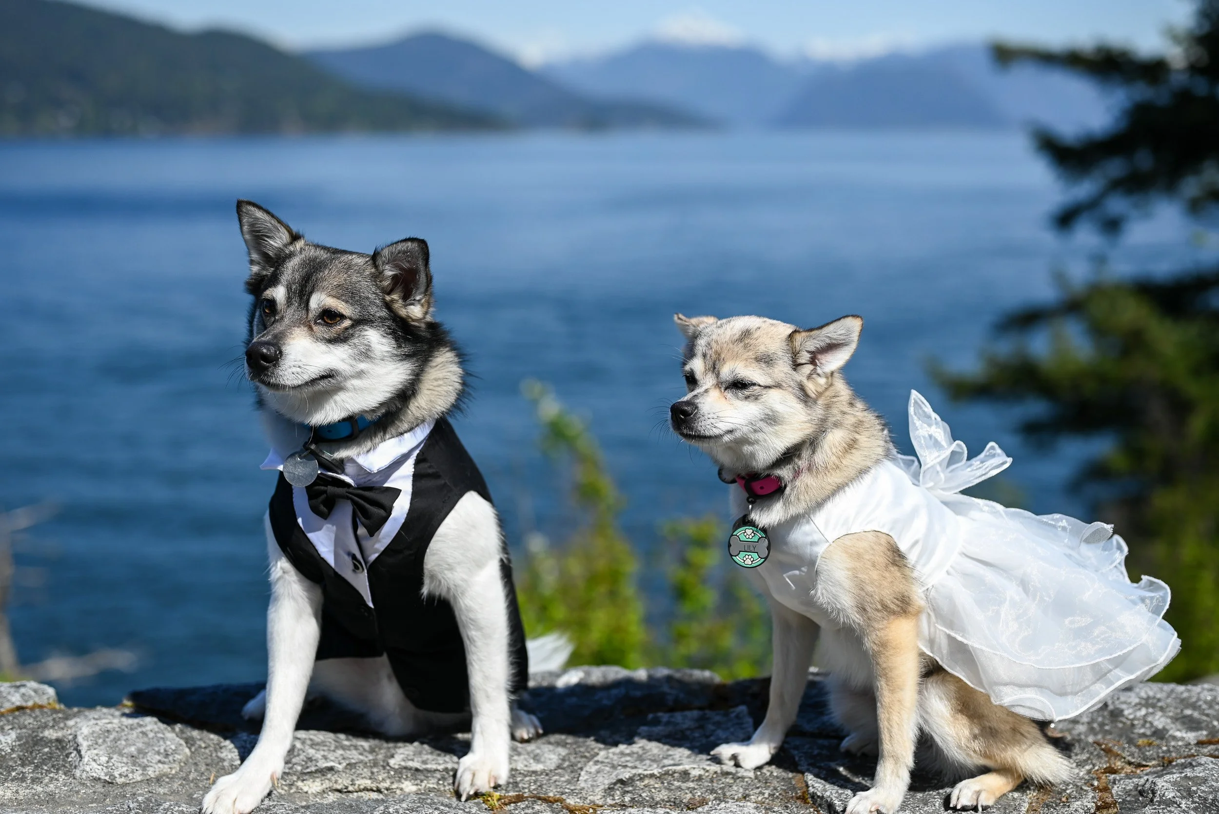 Two dogs dressed as a bride and groom sitting on a rock near a body of water, with mountains in the background at Whytecliff Park.