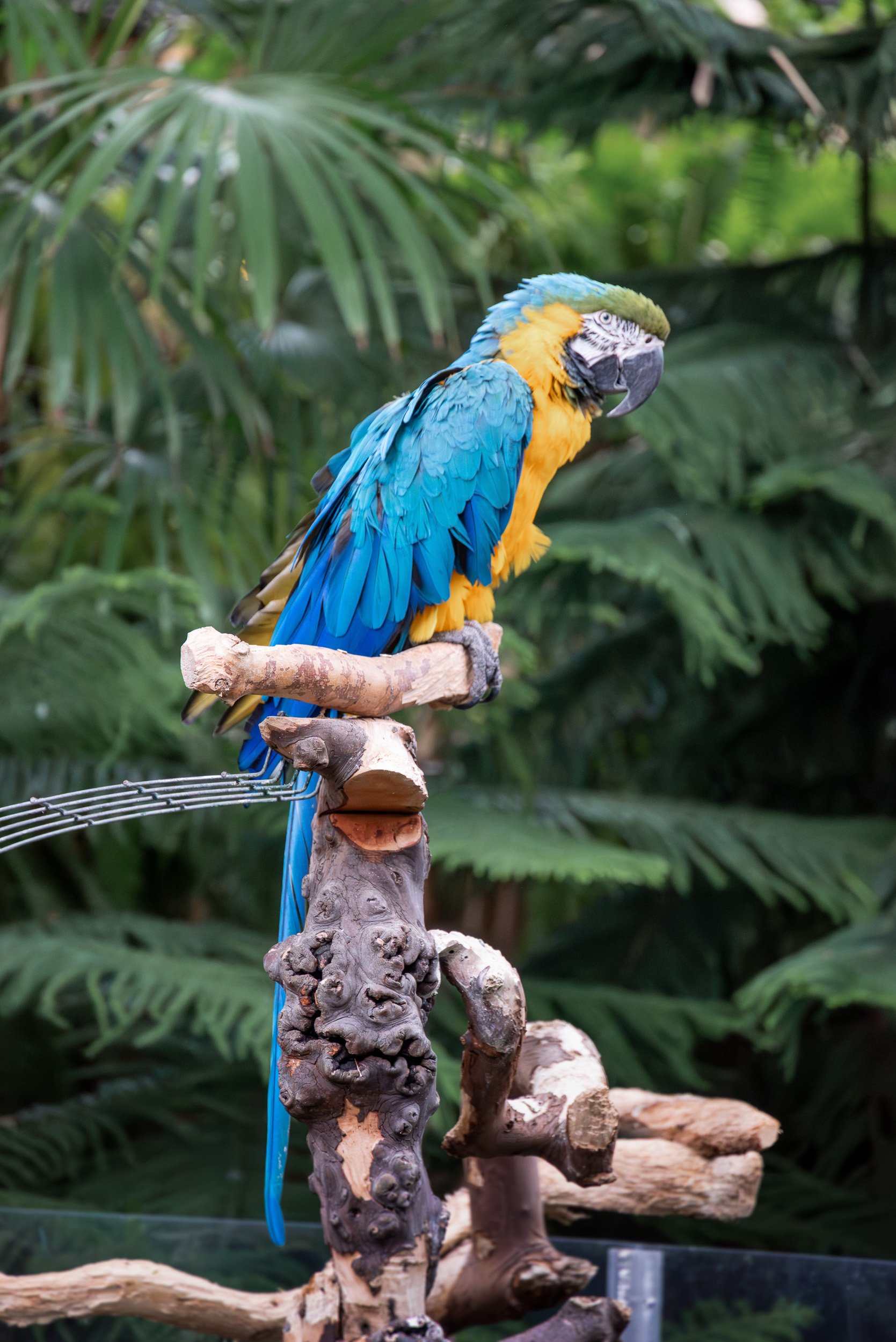 Bloedel_Conservatory_Wedding-0270.jpg