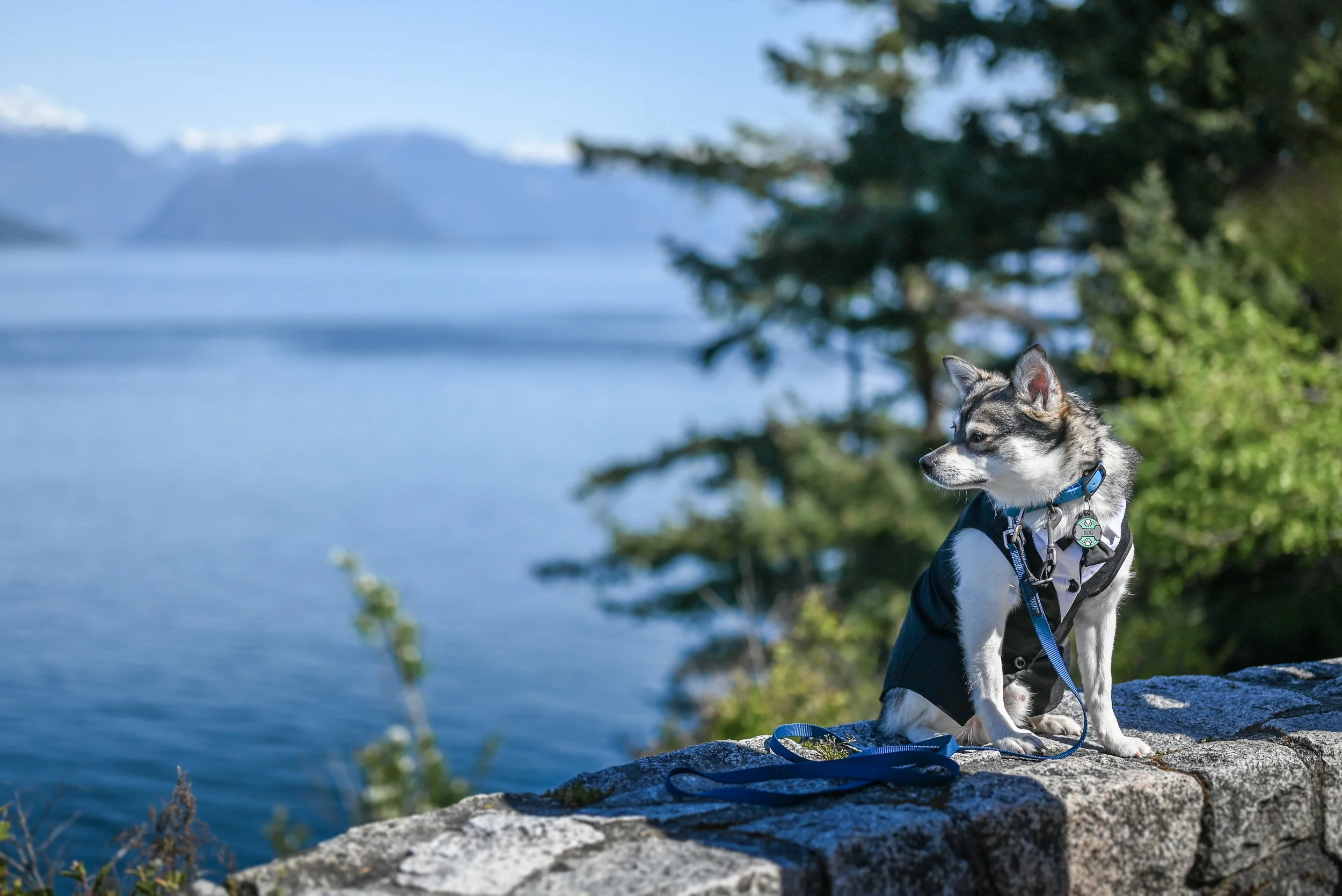 Whytecliff_Park_MicroWedding_Elopement-0049.jpg